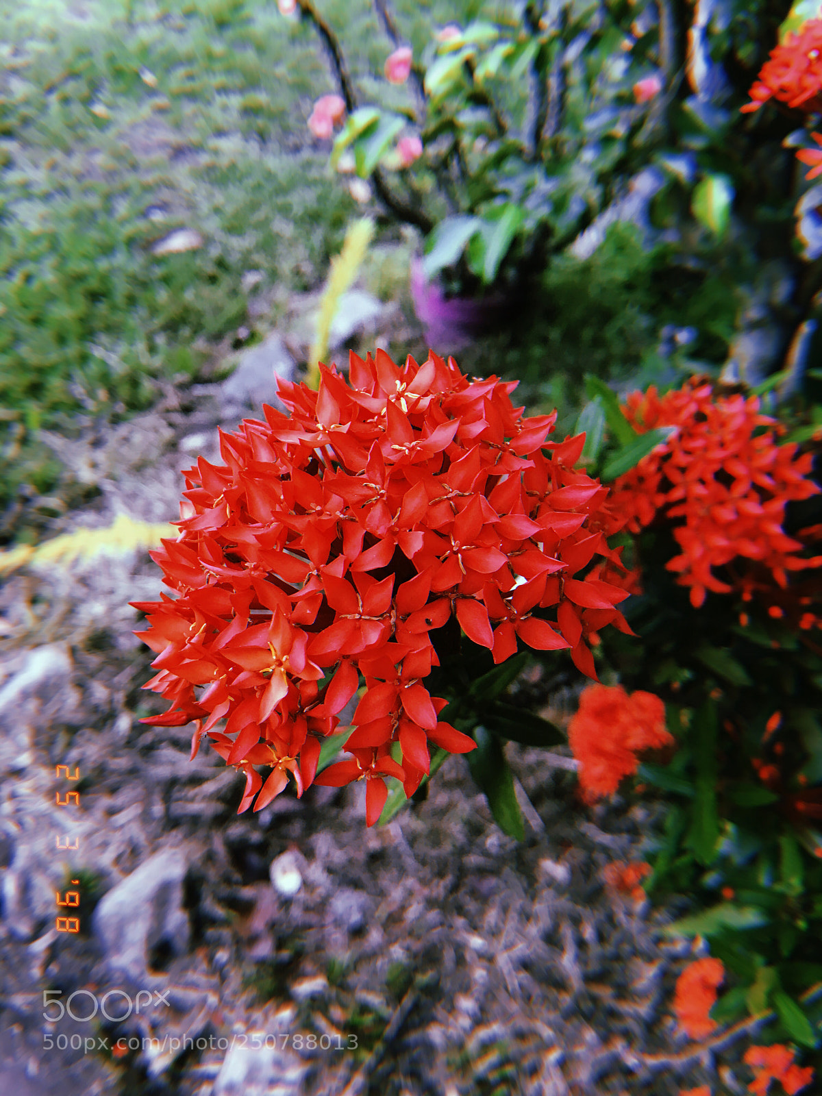 Apple iPhone sample photo. Rojo photography