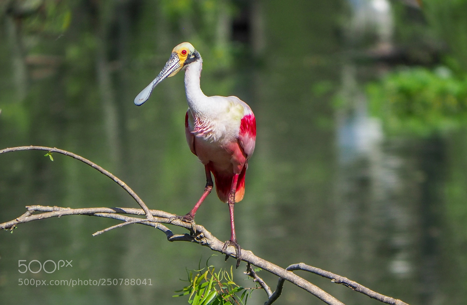 Olympus OM-D E-M1 Mark II sample photo. Roseate spoonbill photography