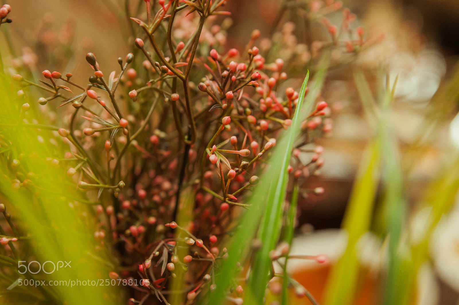 Canon EOS 5D Mark II sample photo. Natural photography