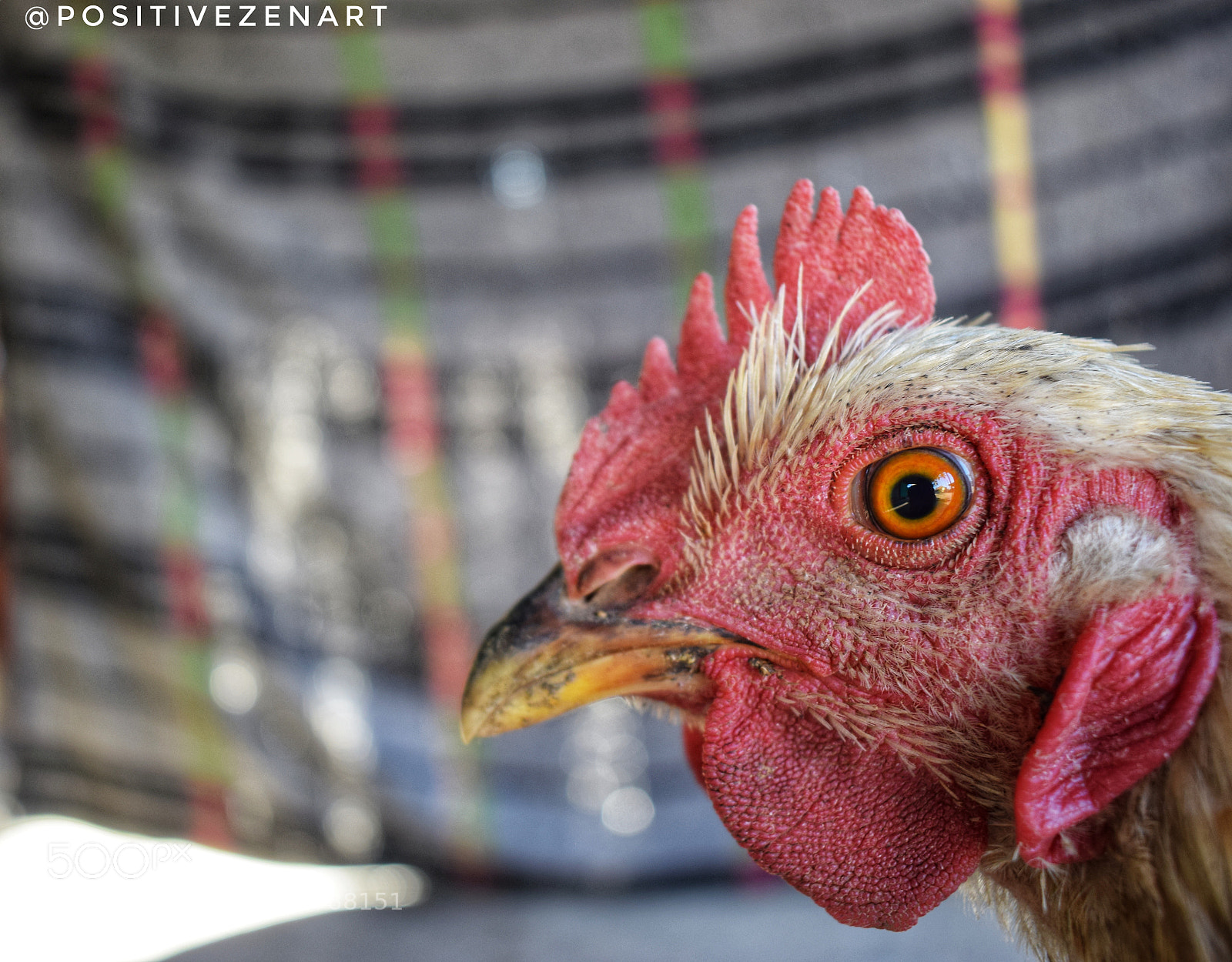 Nikon D3300 sample photo. Rooster !! photography