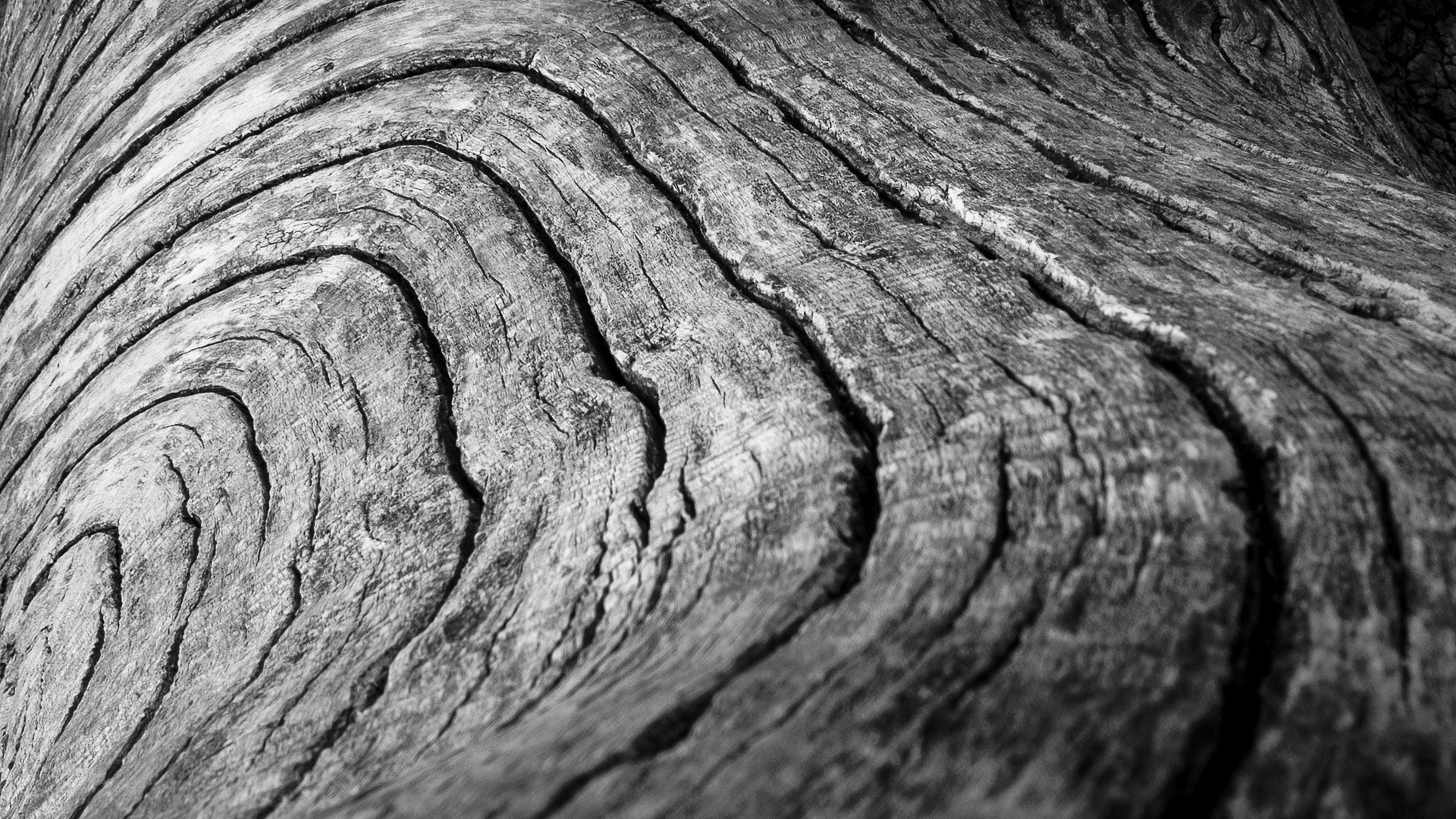 Panasonic Lumix DMC-LX5 sample photo. Tronco huella hdr bw photography