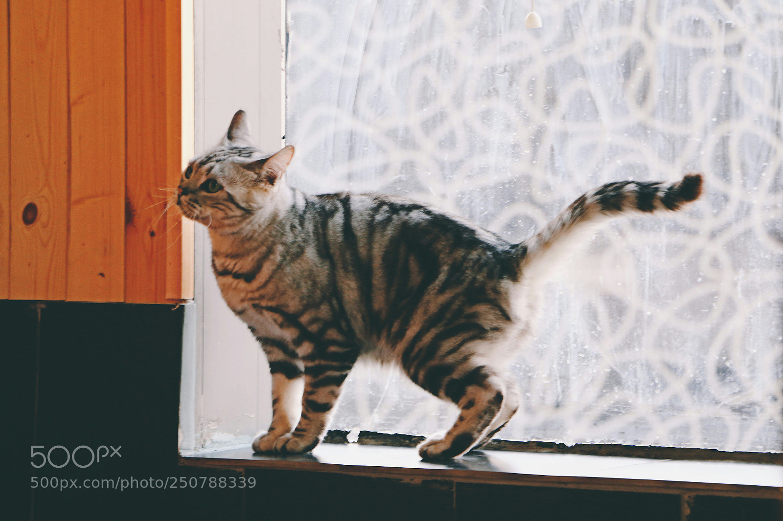 Canon EOS 70D sample photo. Can i ？ photography