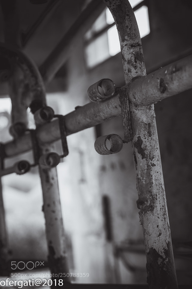 Nikon D800 sample photo. Milking photography