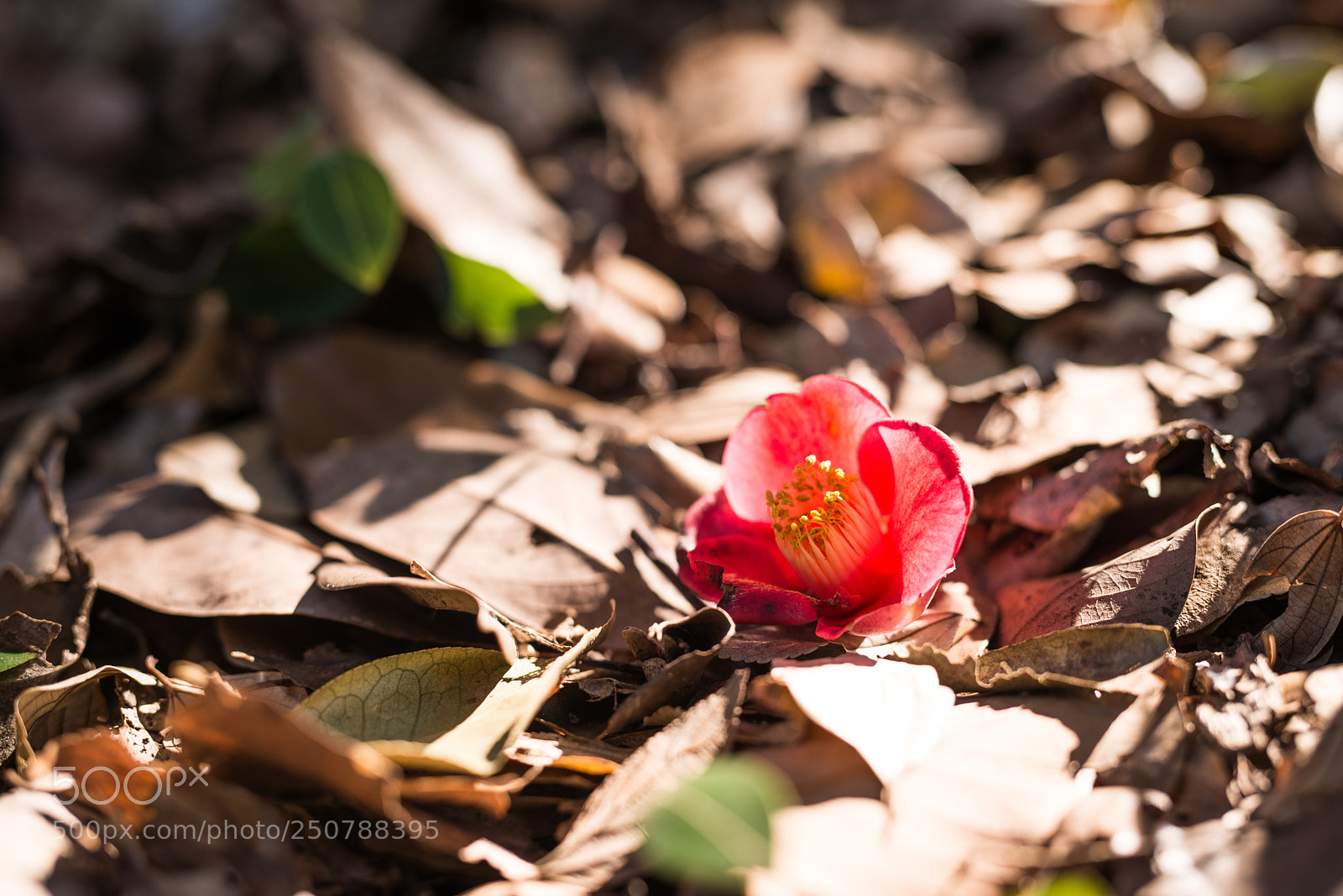 Nikon D800 sample photo. Camellia photography