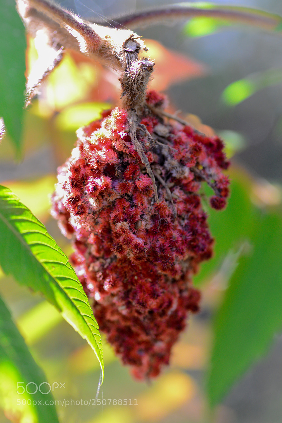 Nikon D600 sample photo. Nature’s colors  photography