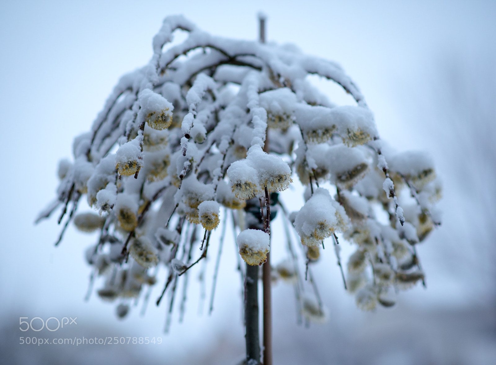 Nikon D750 sample photo. Snowy pussy willow photography