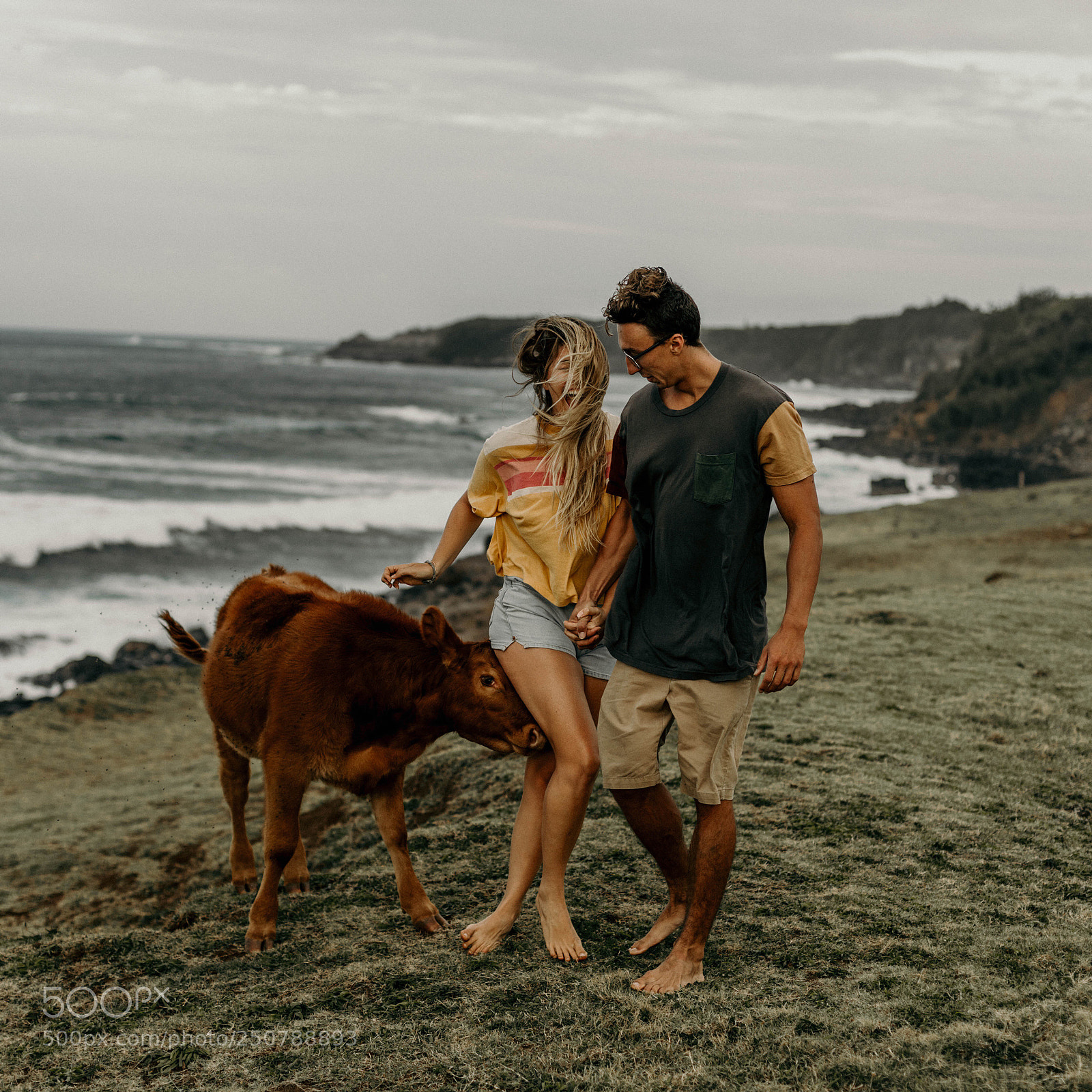 Canon EOS 5D Mark IV sample photo. Mad cow attack photography