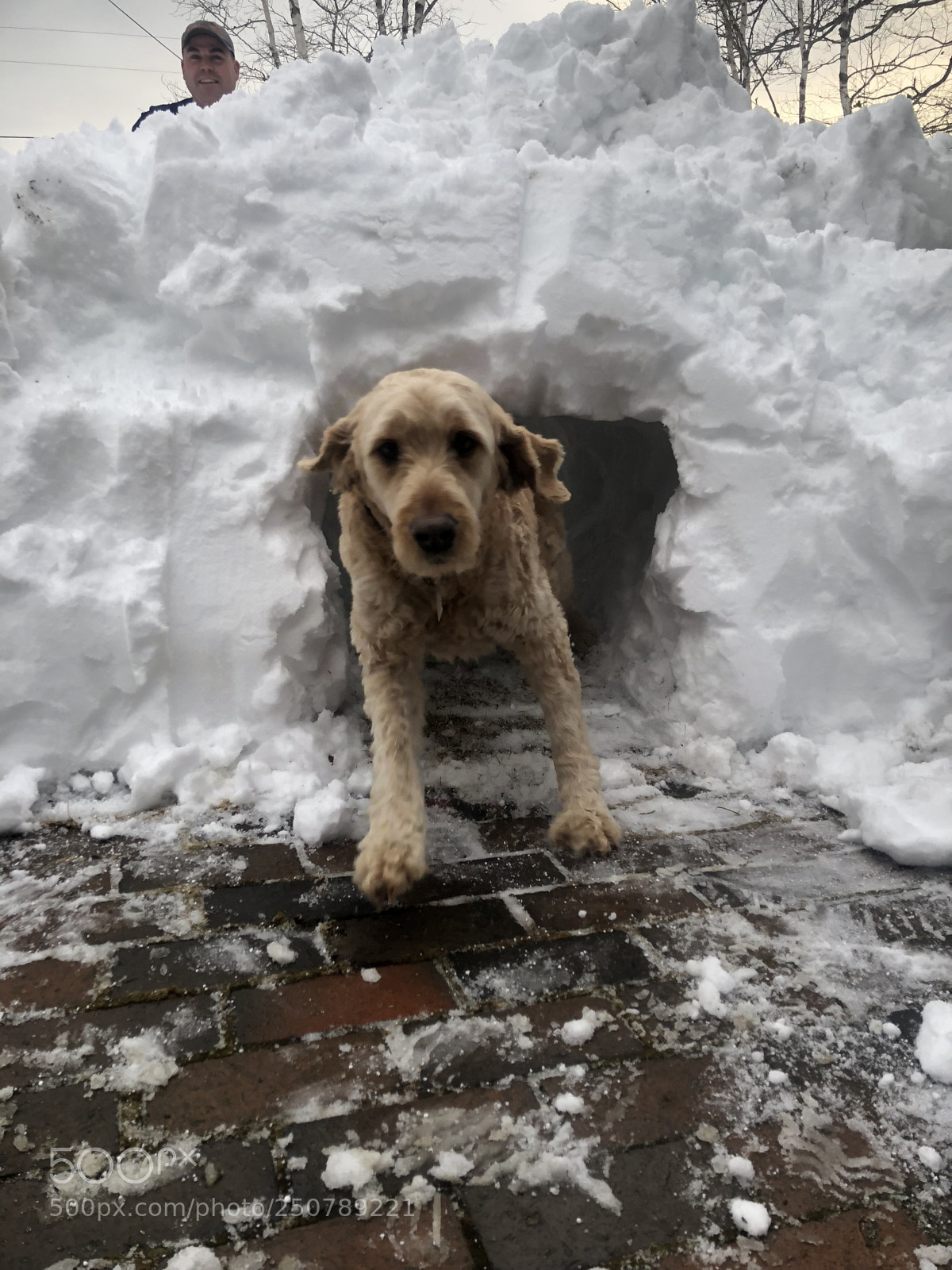 Apple iPhone X sample photo. Dog tunnel! photography