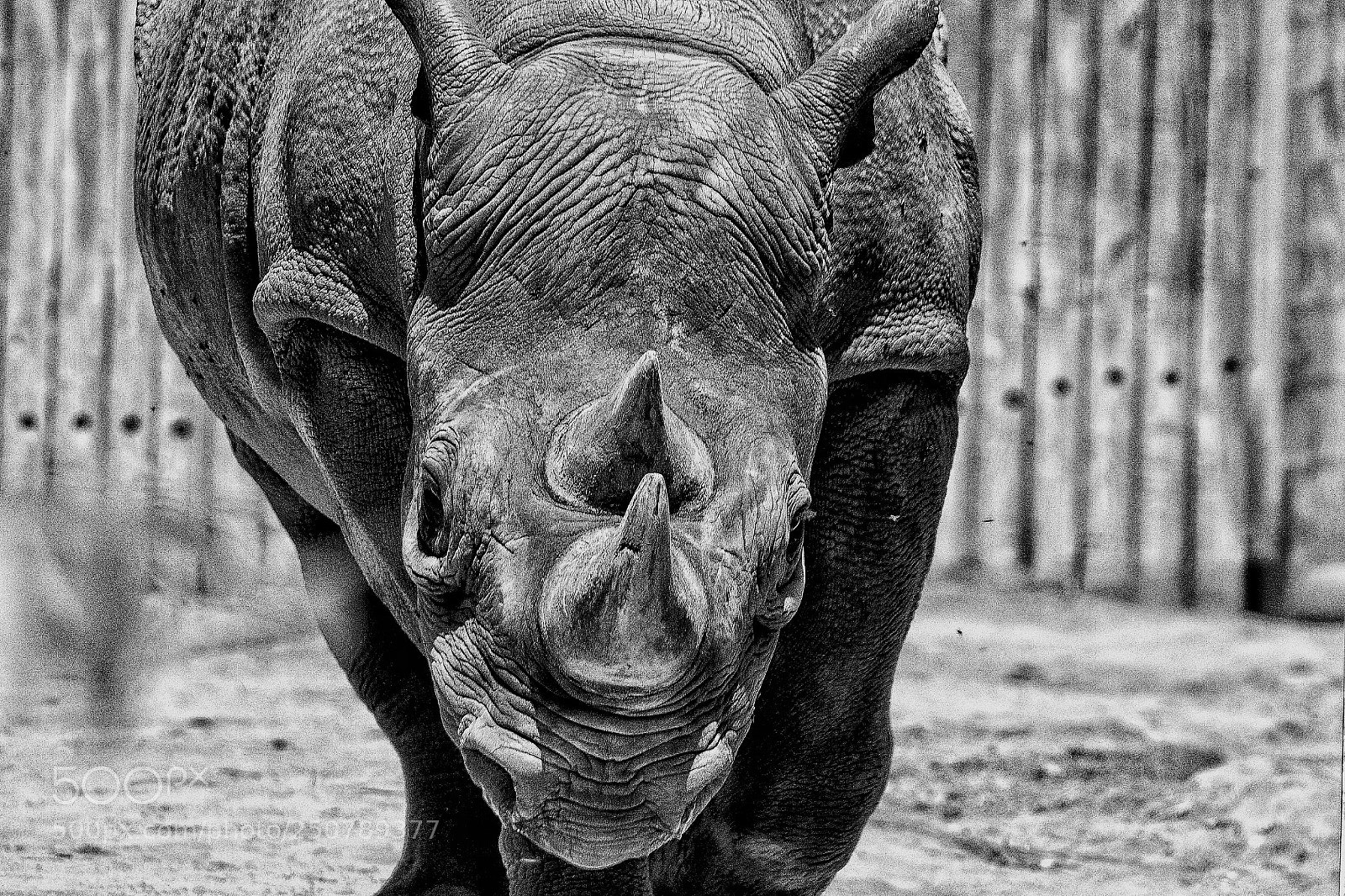 Canon EOS 600D (Rebel EOS T3i / EOS Kiss X5) sample photo. Rhino photography