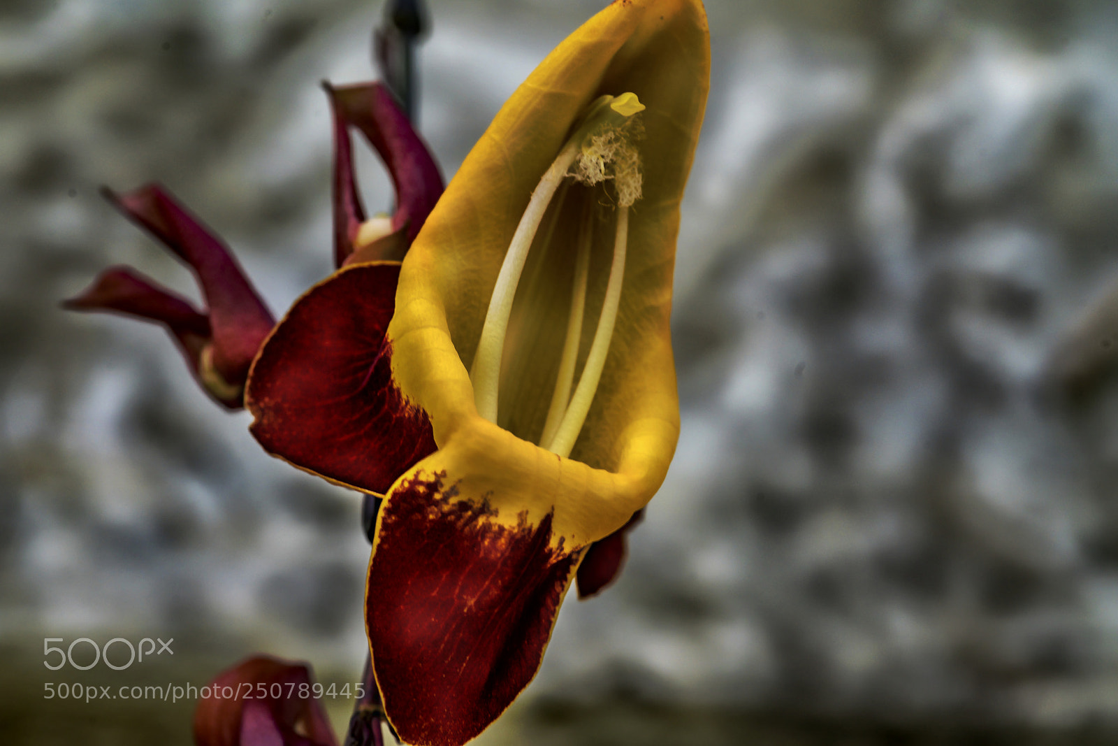 Sony a7R II sample photo. Hanging beauty photography