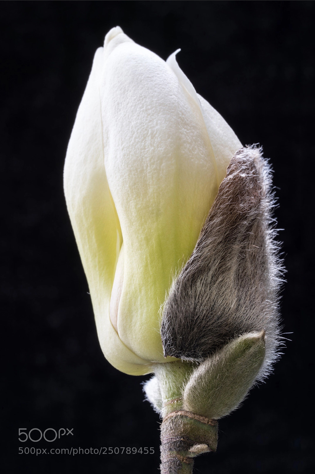 Sony a7R III sample photo. Magnolia bud -2 photography