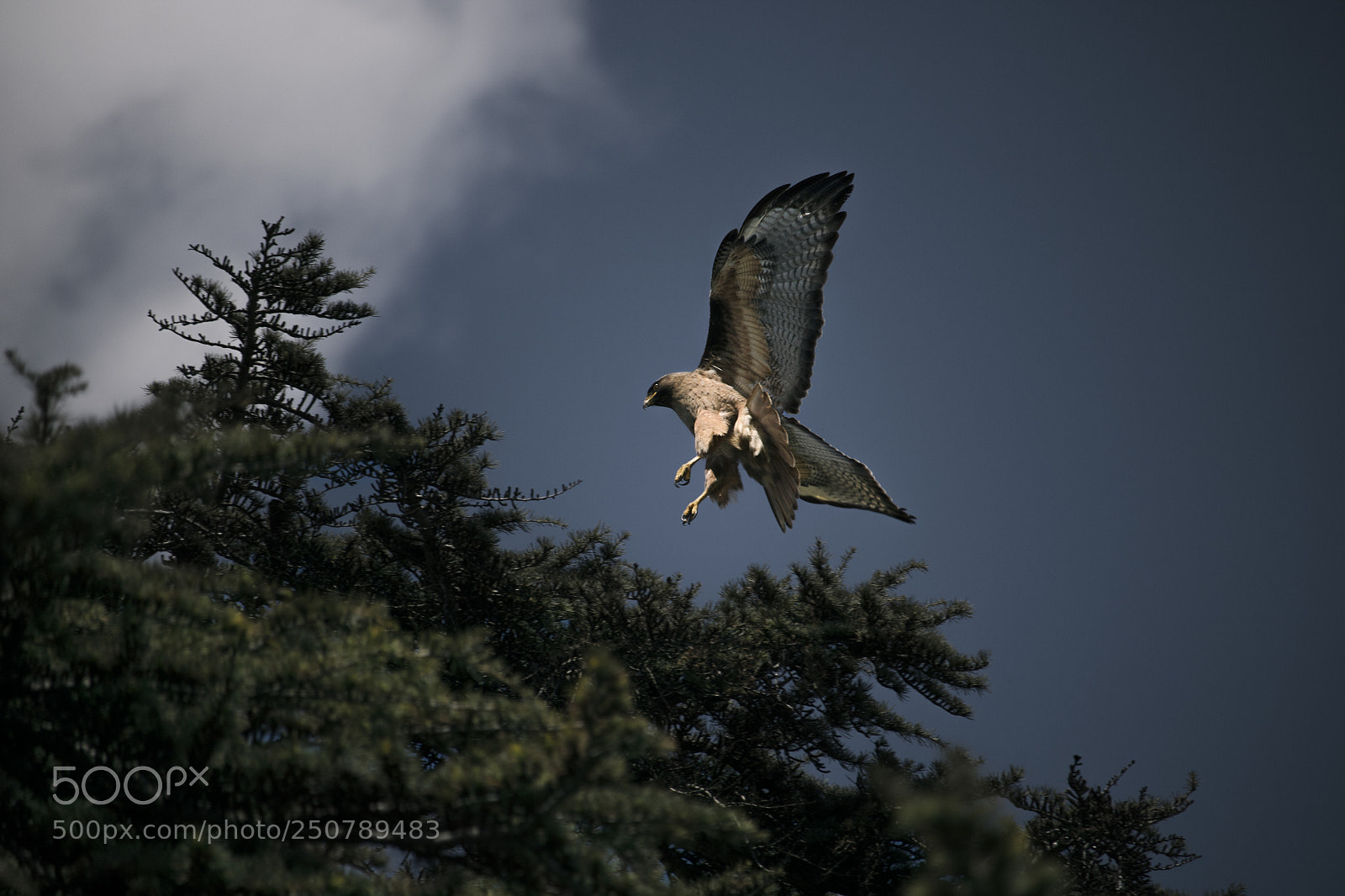 Canon EOS 750D (EOS Rebel T6i / EOS Kiss X8i) sample photo. Hawk nest photography