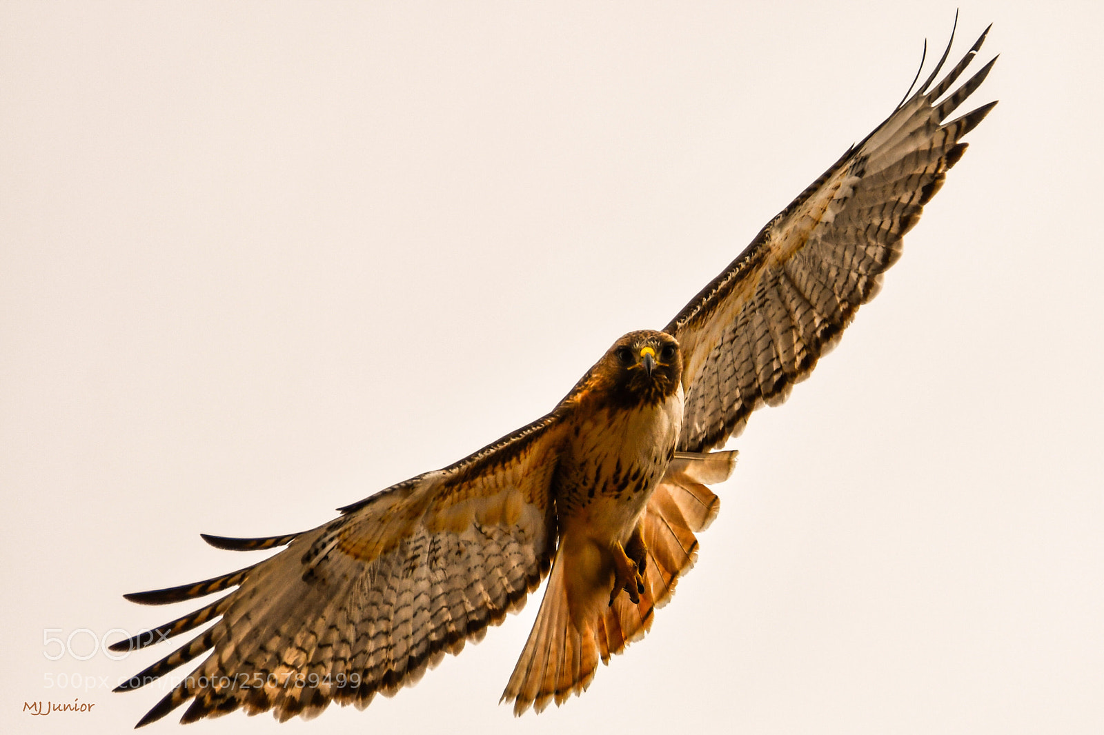 Nikon D7500 sample photo. Hawk 0014.... photography