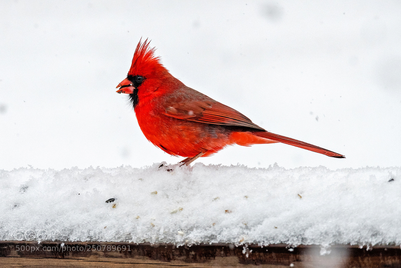 Nikon D850 sample photo. Spring snow bird photography