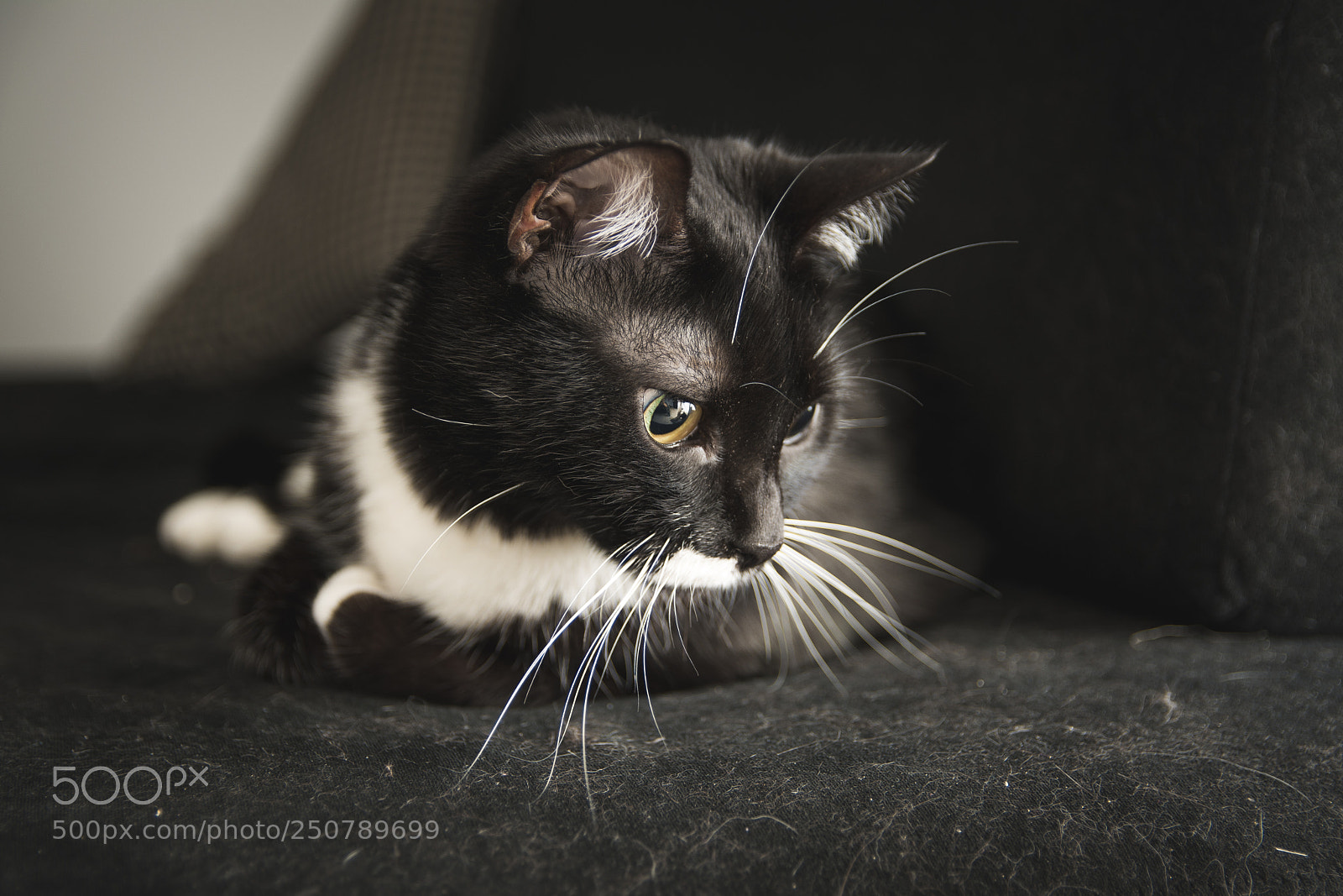 Nikon D5200 sample photo. Close-cat photography
