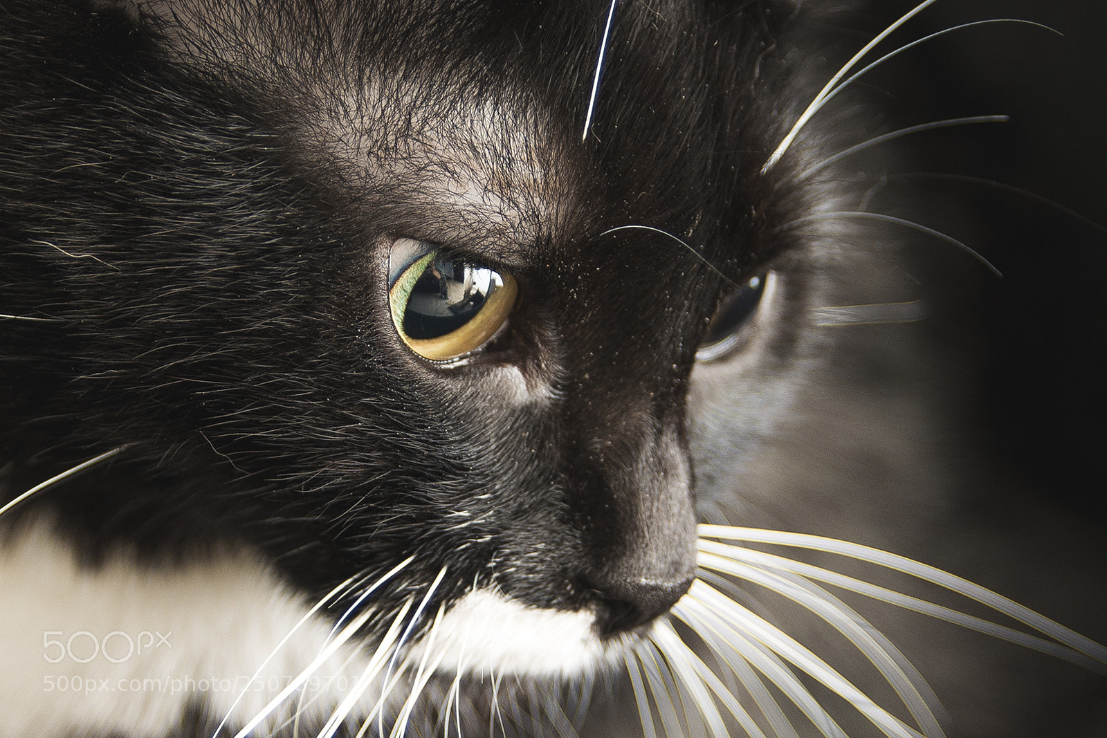 Nikon D5200 sample photo. Close-cat photography
