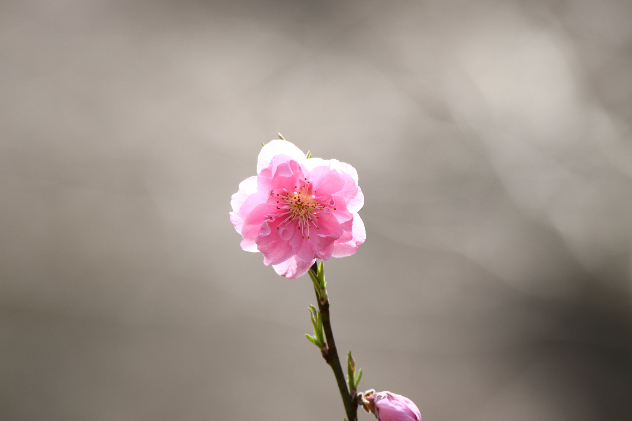 Tamron SP 150-600mm F5-6.3 Di VC USD sample photo. 花桃 photography