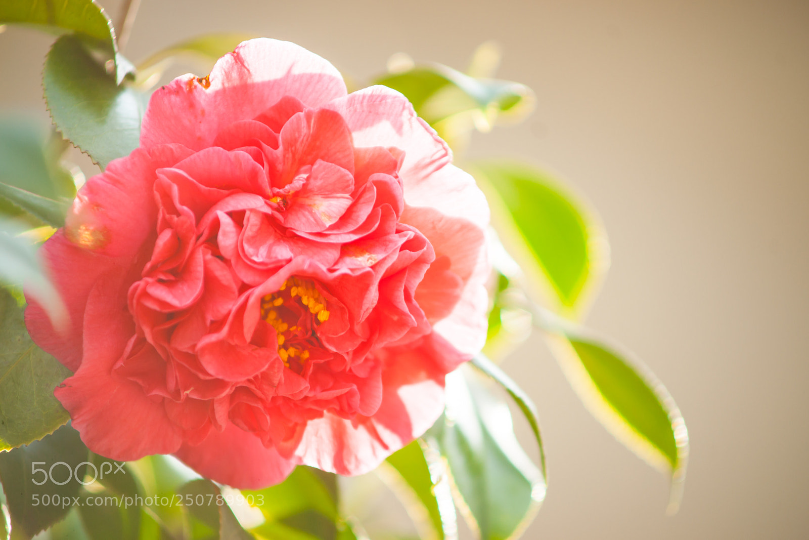 Sony Alpha DSLR-A900 sample photo. 春天，下午阳光照射下。 photography