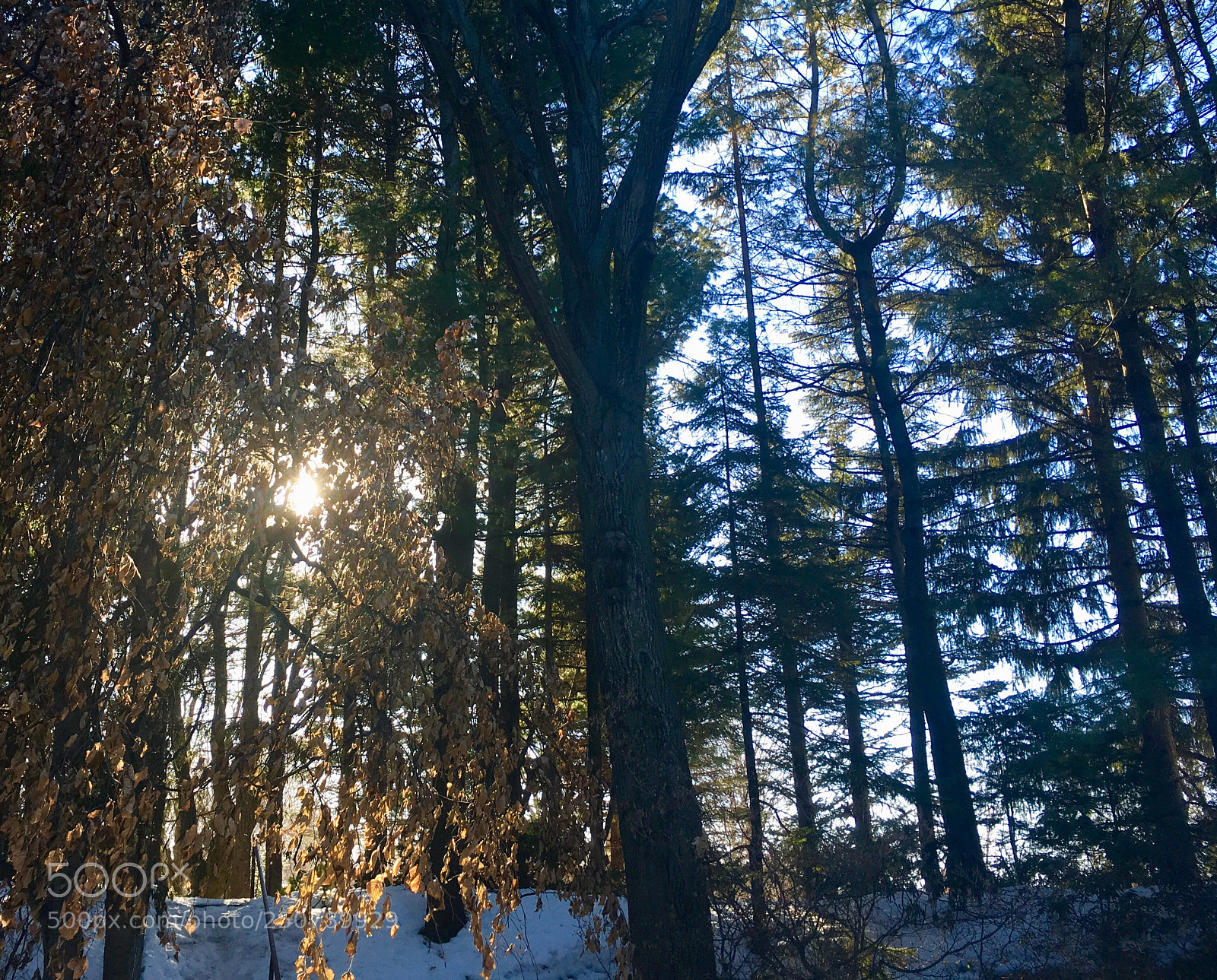Apple iPhone SE sample photo. Transition photography