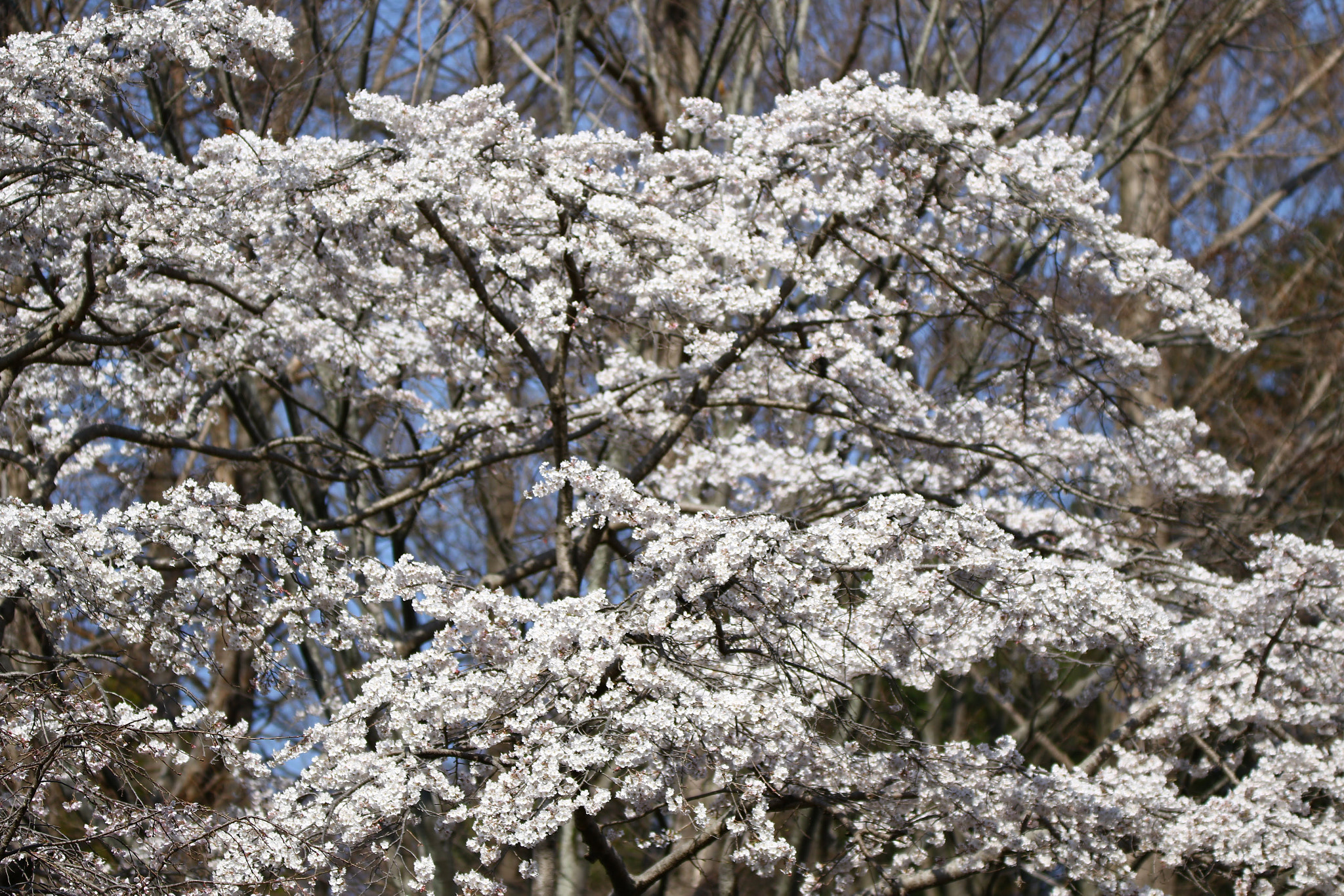Tamron SP 150-600mm F5-6.3 Di VC USD sample photo. さくら photography