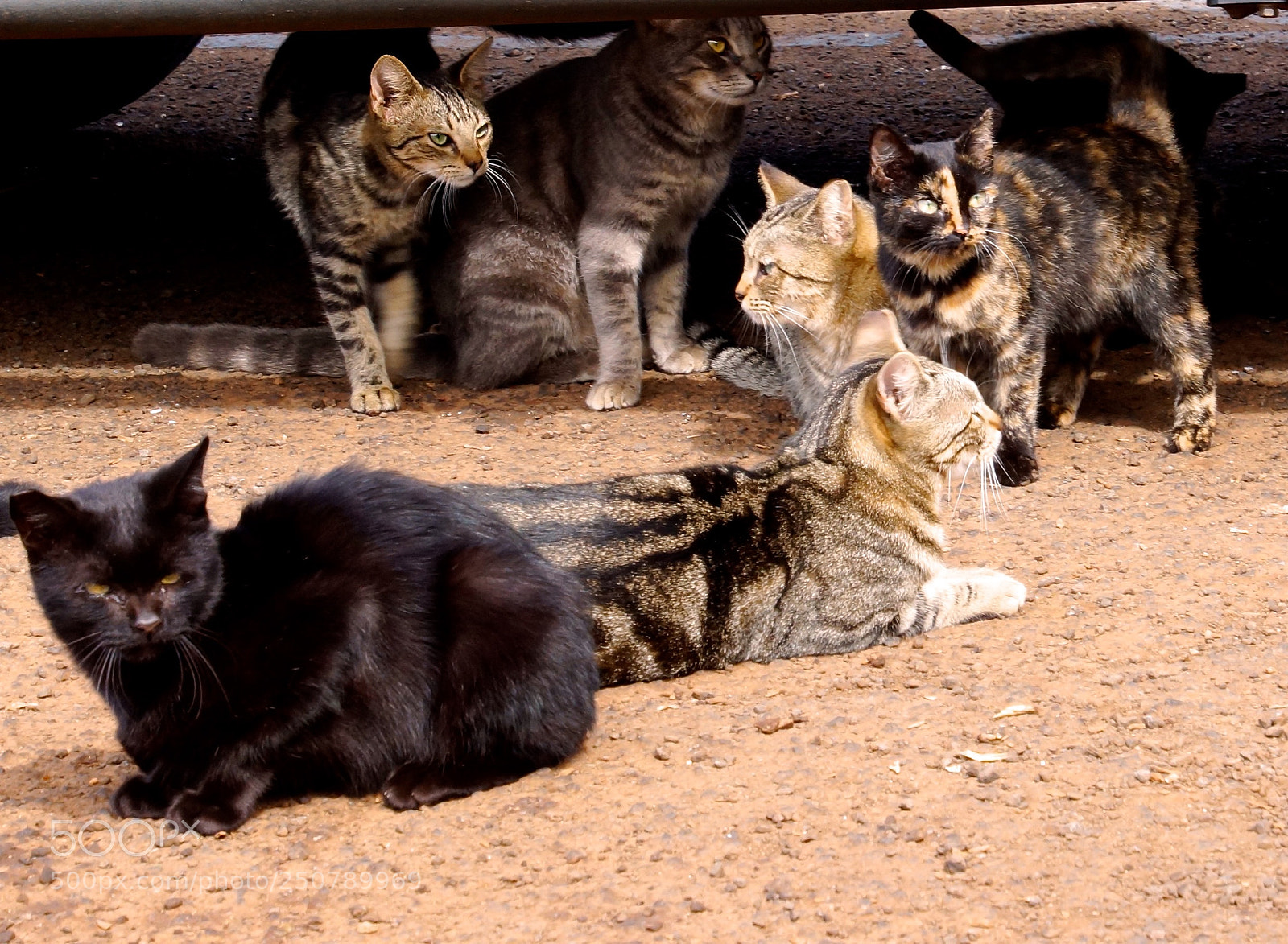 Sony SLT-A77 sample photo. Wild cats photography