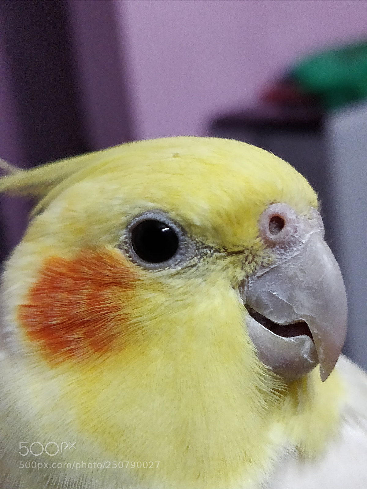 OnePlus 5T sample photo. Australian parrot cockatiel photography