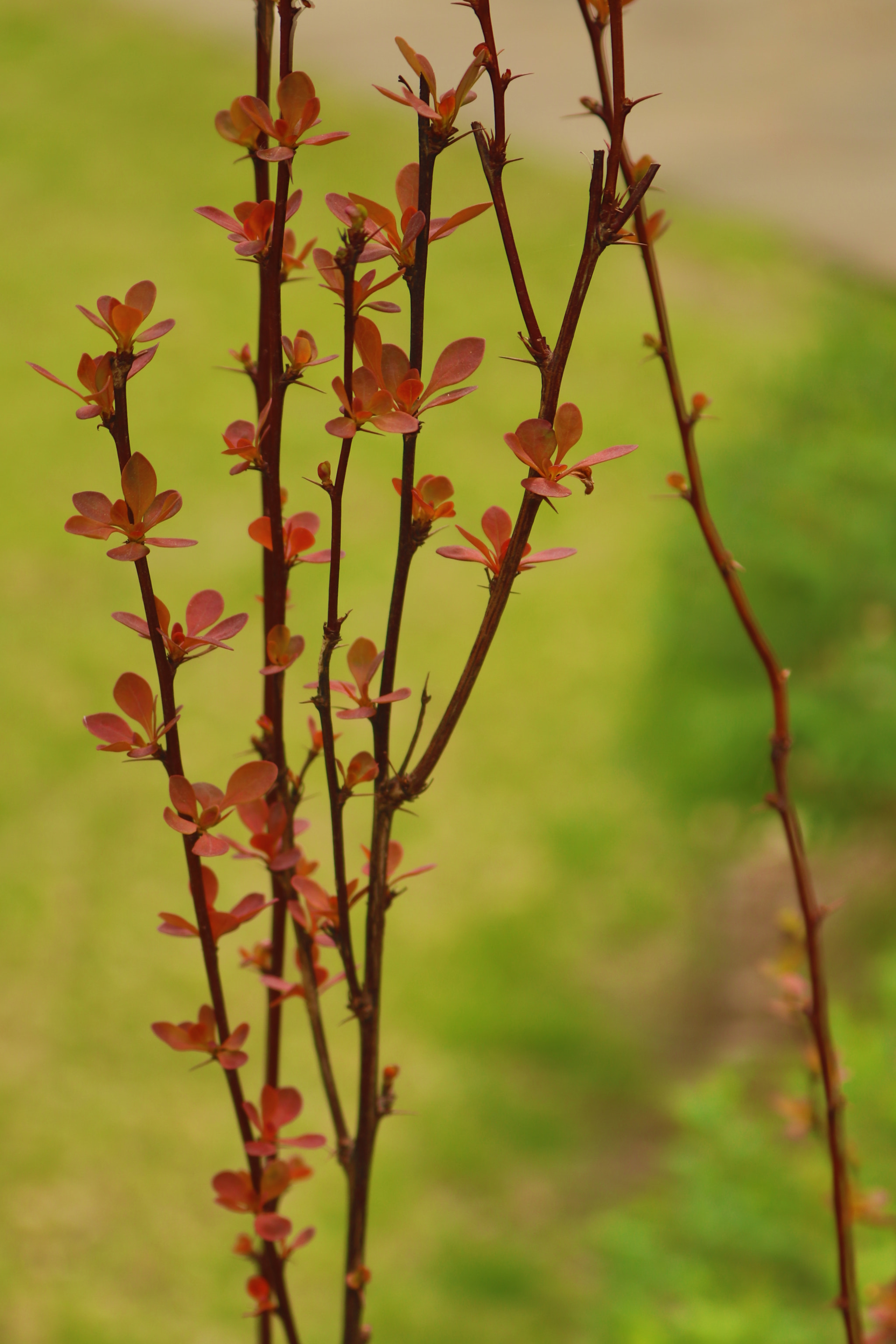 Canon EOS 80D sample photo. Img photography
