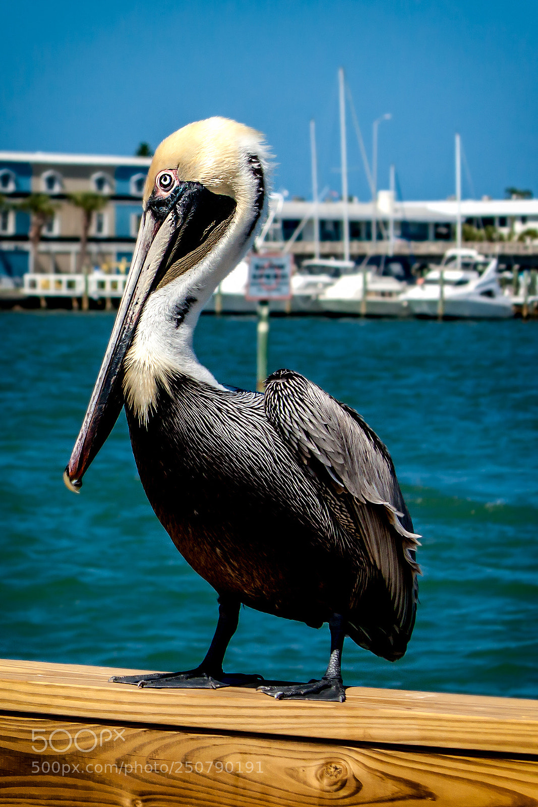 Canon EOS 450D (EOS Rebel XSi / EOS Kiss X2) sample photo. Pelican photography
