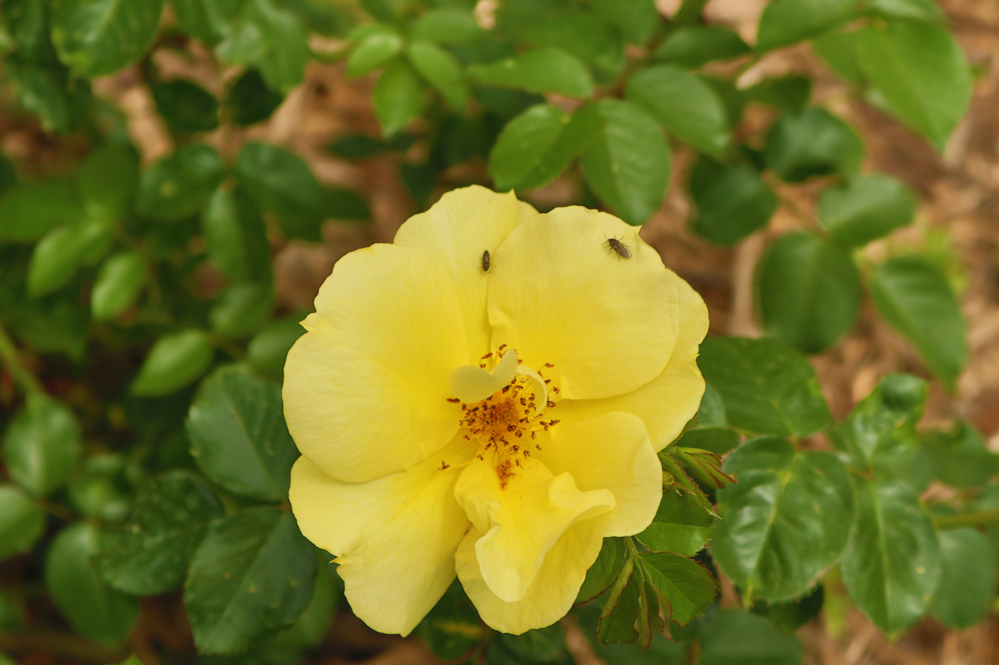 Canon EOS 80D sample photo. Img photography