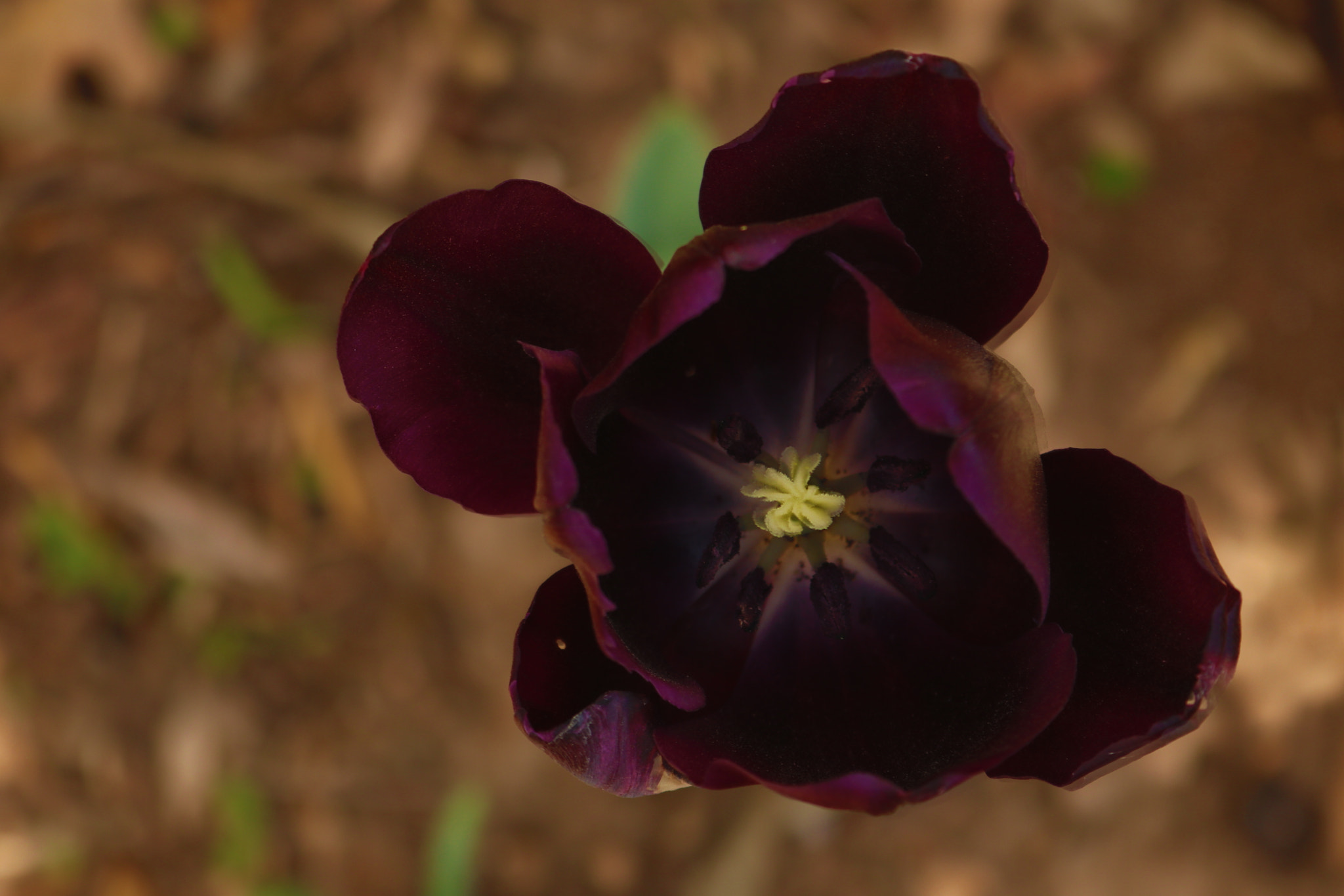 Canon EOS 80D sample photo. Img photography