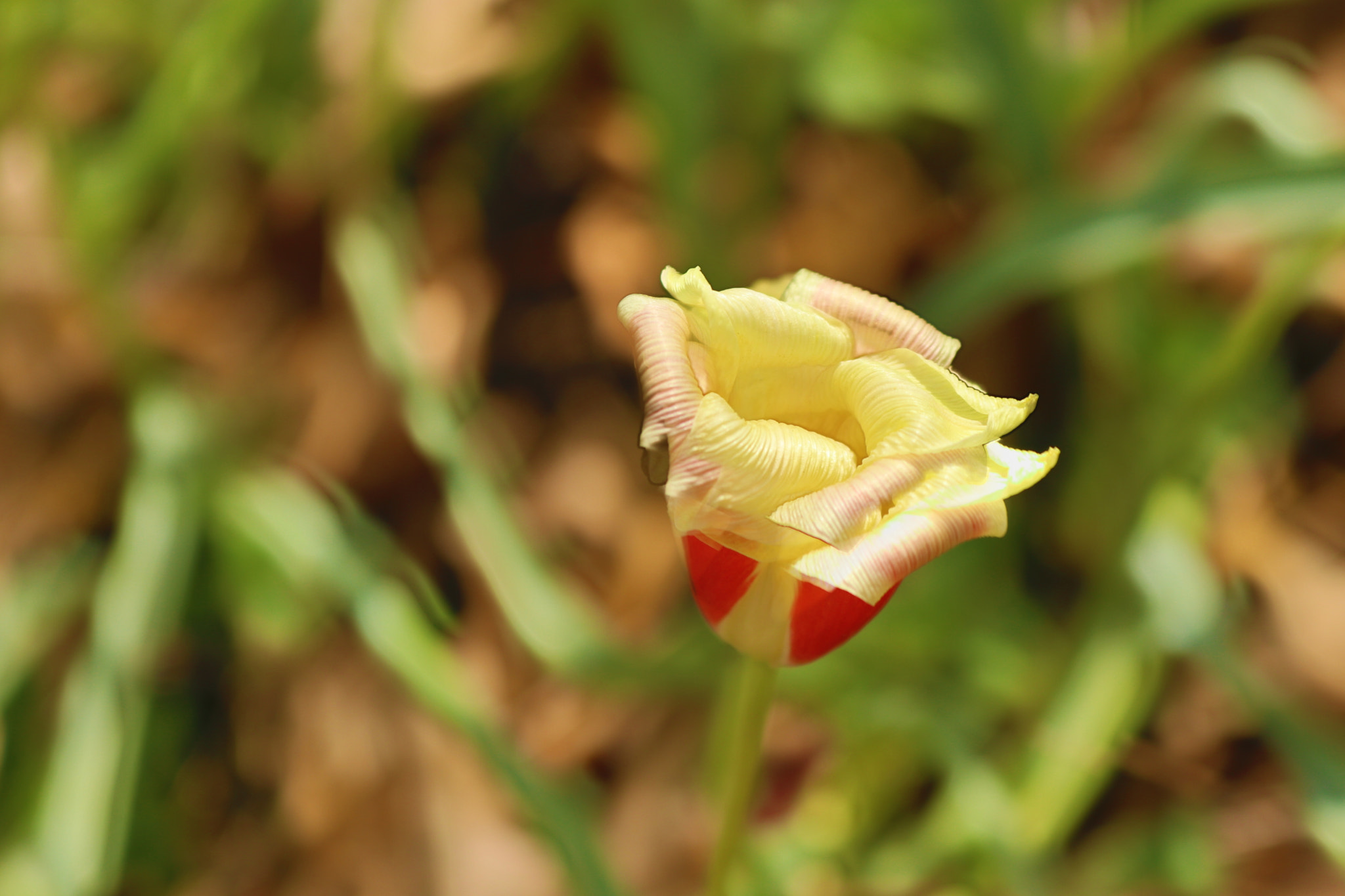 Canon EOS 80D sample photo. Img photography