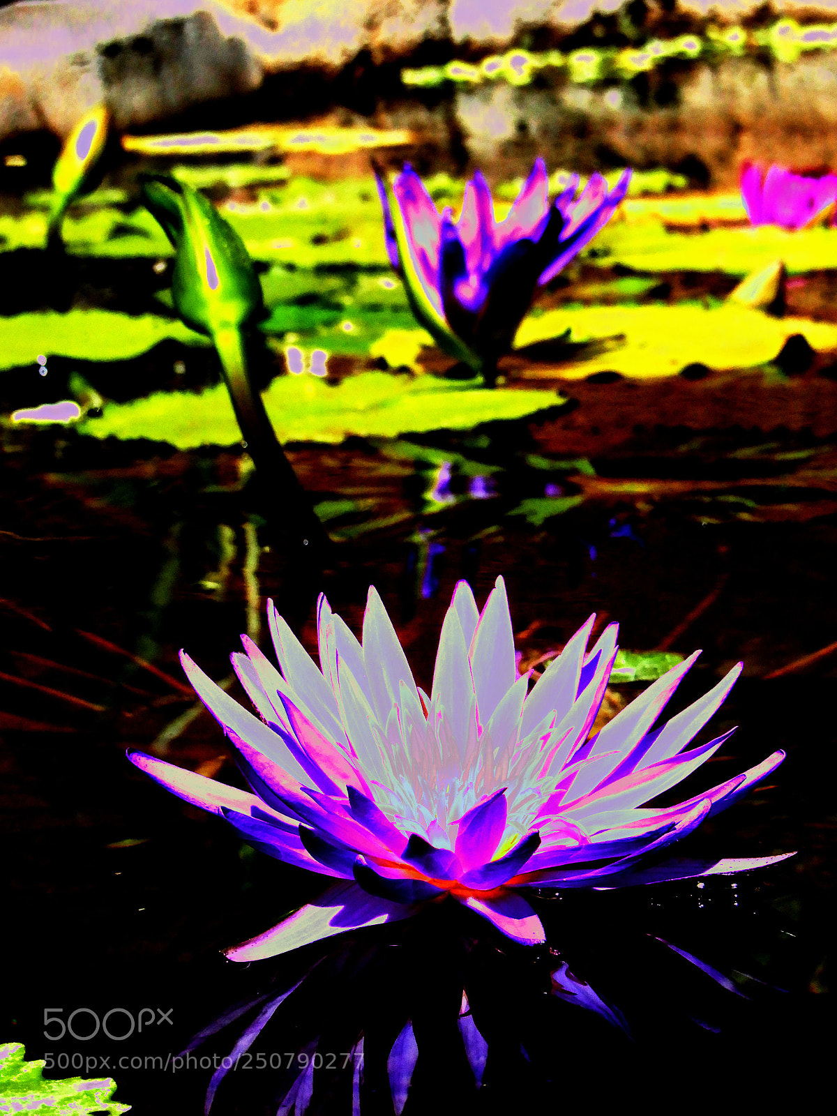 Nikon Coolpix A900 sample photo. Purple flowers with lilies photography