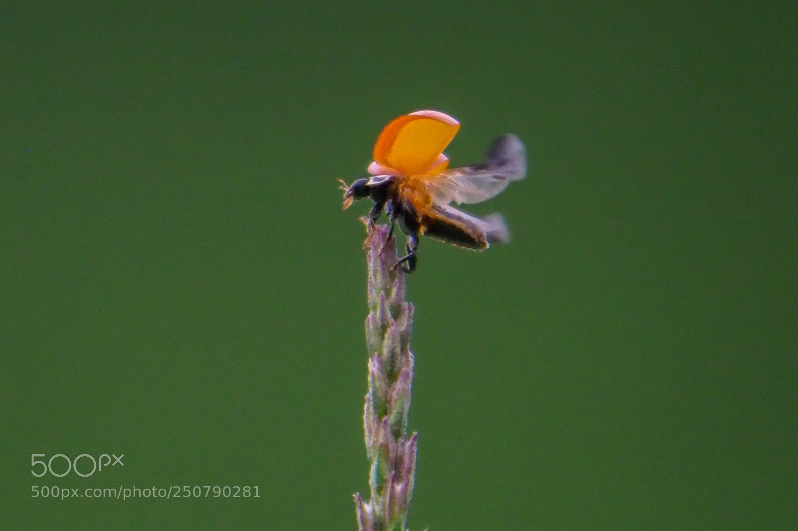 Olympus OM-D E-M1 Mark II sample photo. Ladybug photography