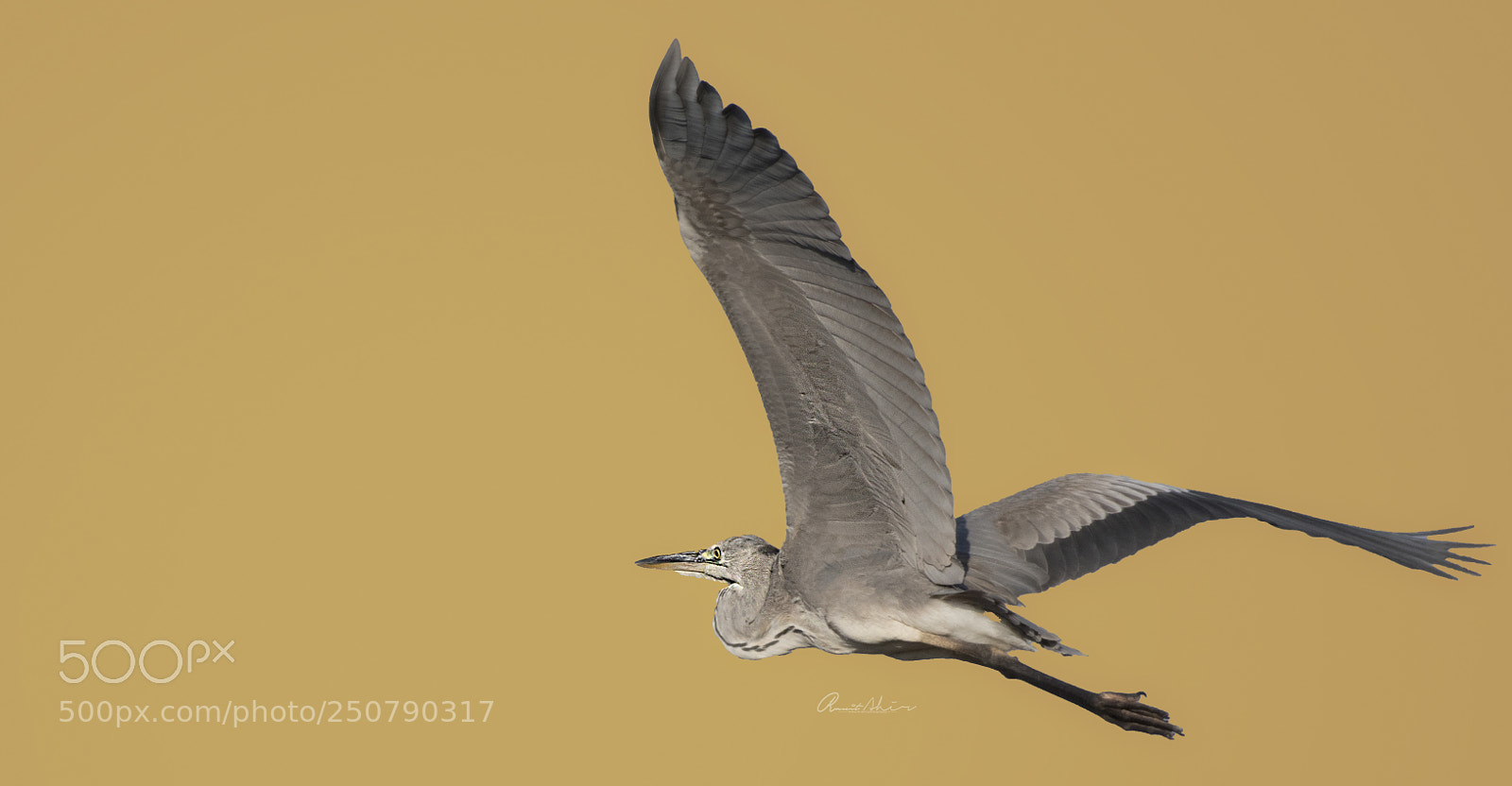 Nikon D500 sample photo. Evenig flight photography