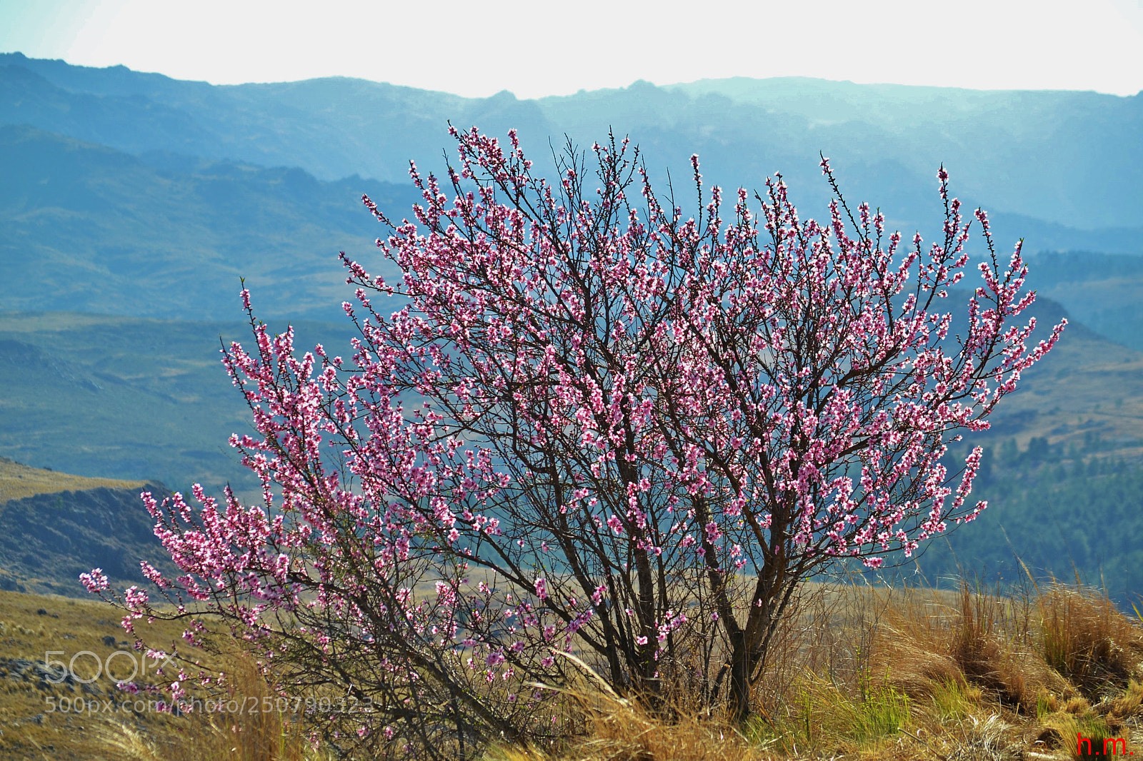 Nikon D3100 sample photo. Dbba o photography