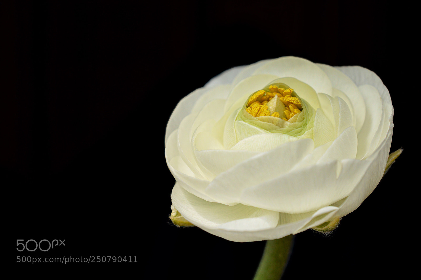 Nikon D7100 sample photo. Thinking  photography