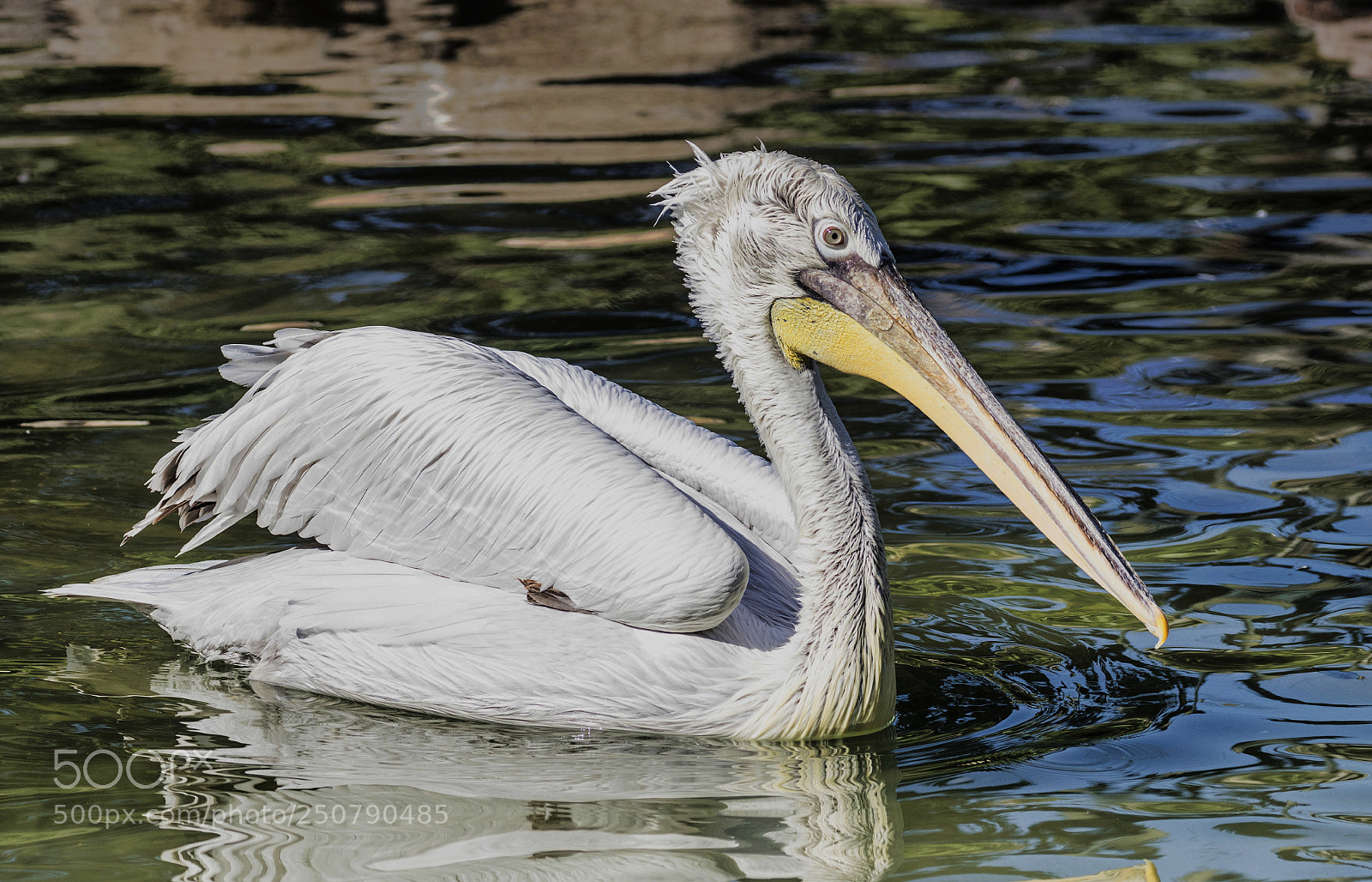 Canon EOS M5 sample photo. Stork sighting redux photography