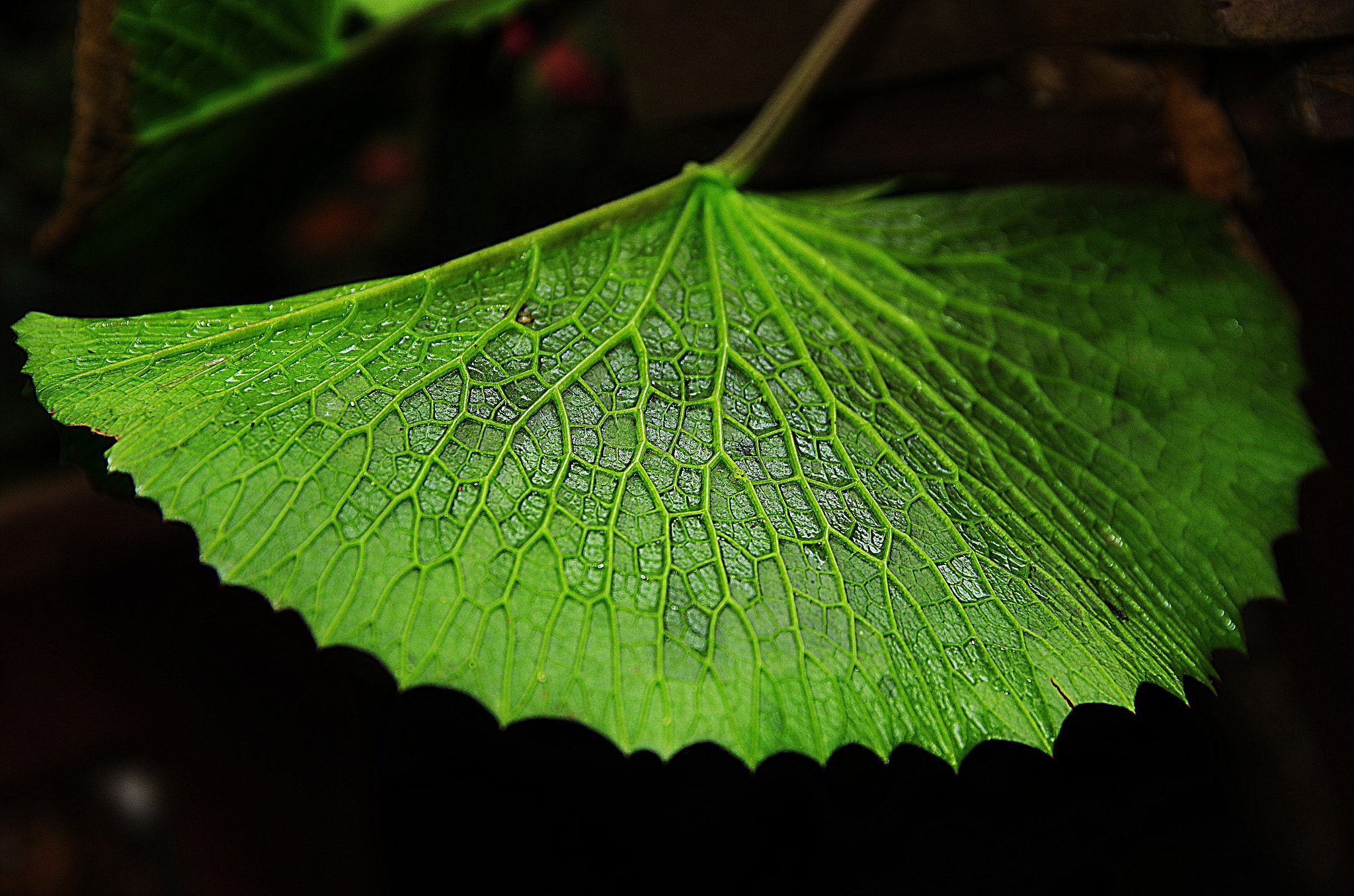 Pentax K-5 IIs sample photo. After the first summer rain photography