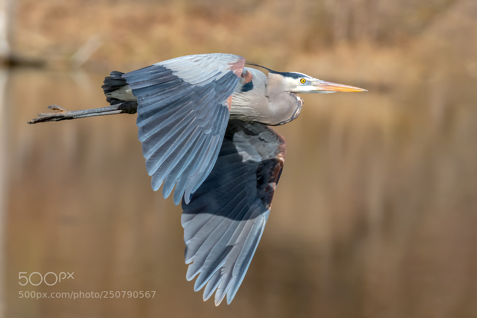 Canon EOS 7D Mark II sample photo. A sunset flight. the photography