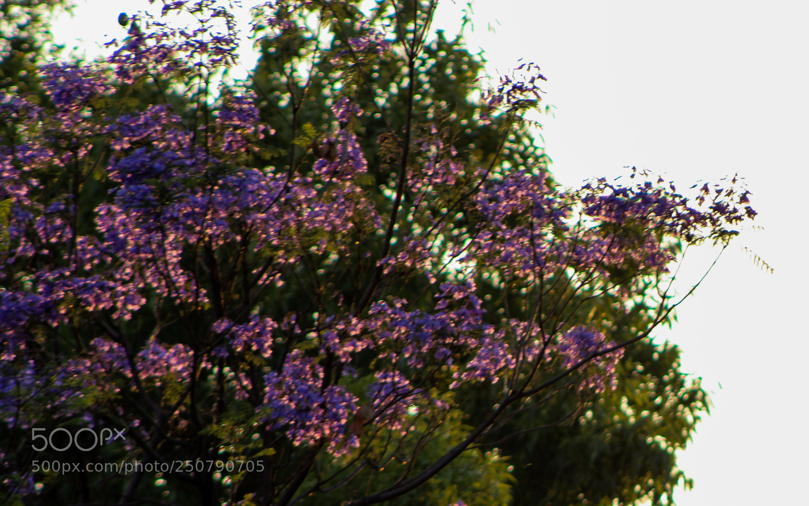 Canon EOS 1200D (EOS Rebel T5 / EOS Kiss X70 / EOS Hi) sample photo. Jacarandas printemps photography
