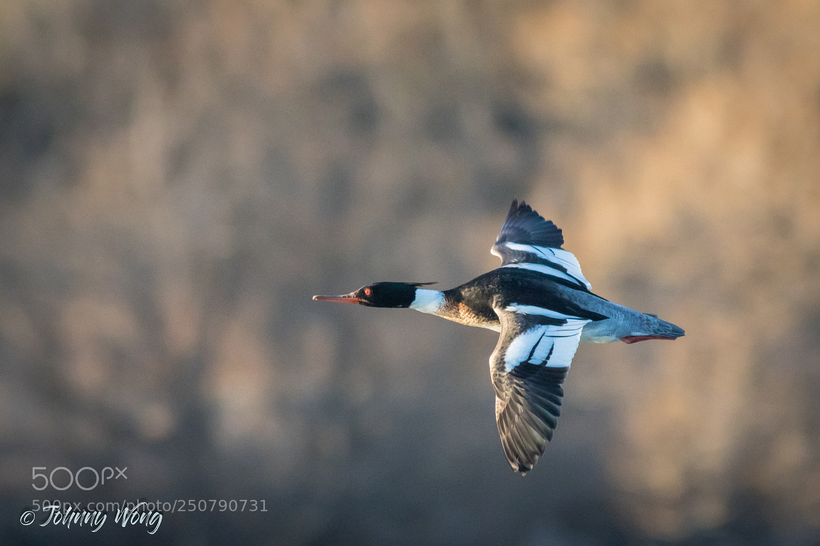 Canon EOS 7D Mark II sample photo. Red breasted merganser photography
