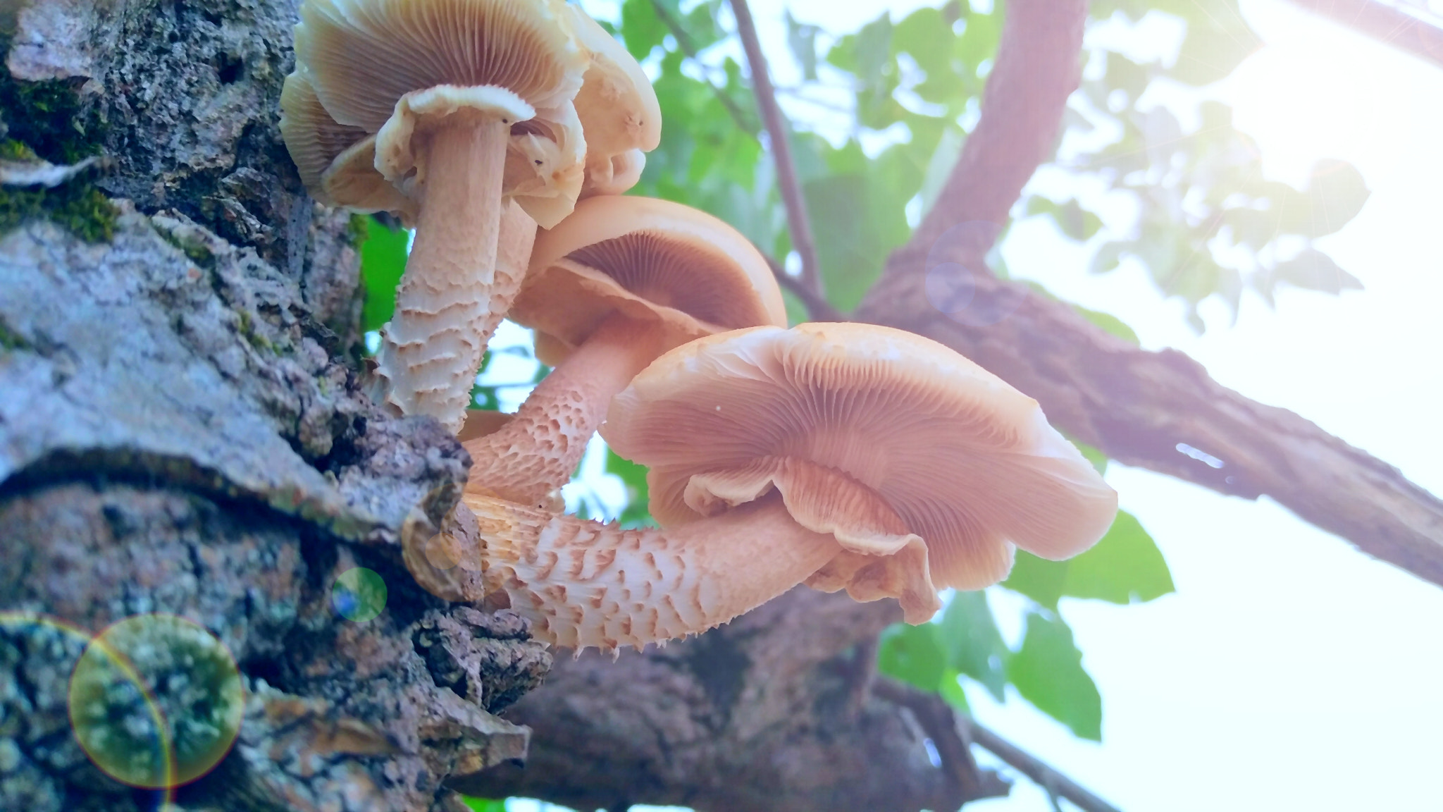 vivo X9 sample photo
