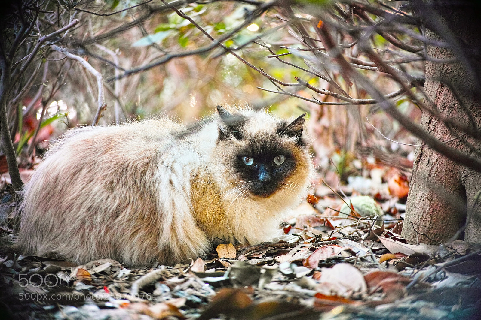 Sigma DP3 Merrill sample photo. Cat every day photography
