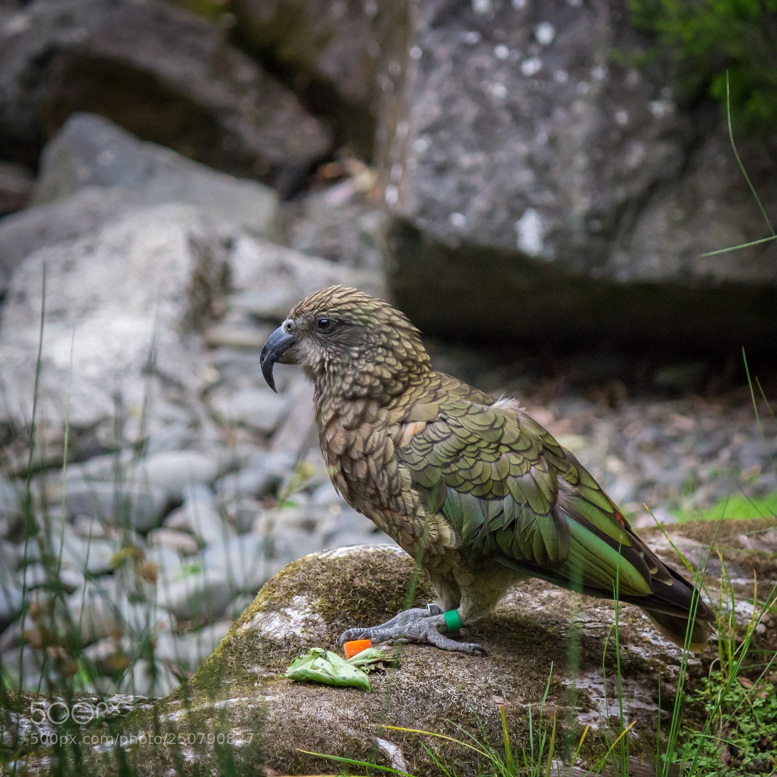Canon EOS 600D (Rebel EOS T3i / EOS Kiss X5) sample photo. New zealand native bird photography