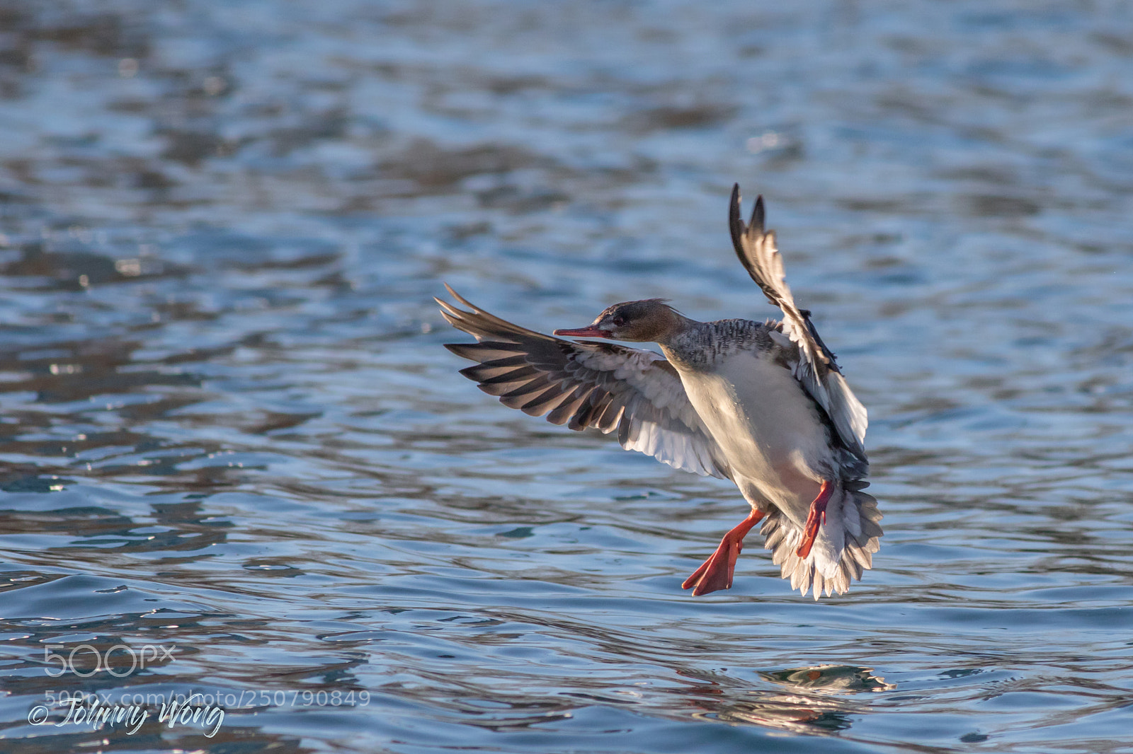 Canon EOS 7D Mark II sample photo. Red breasted merganser photography