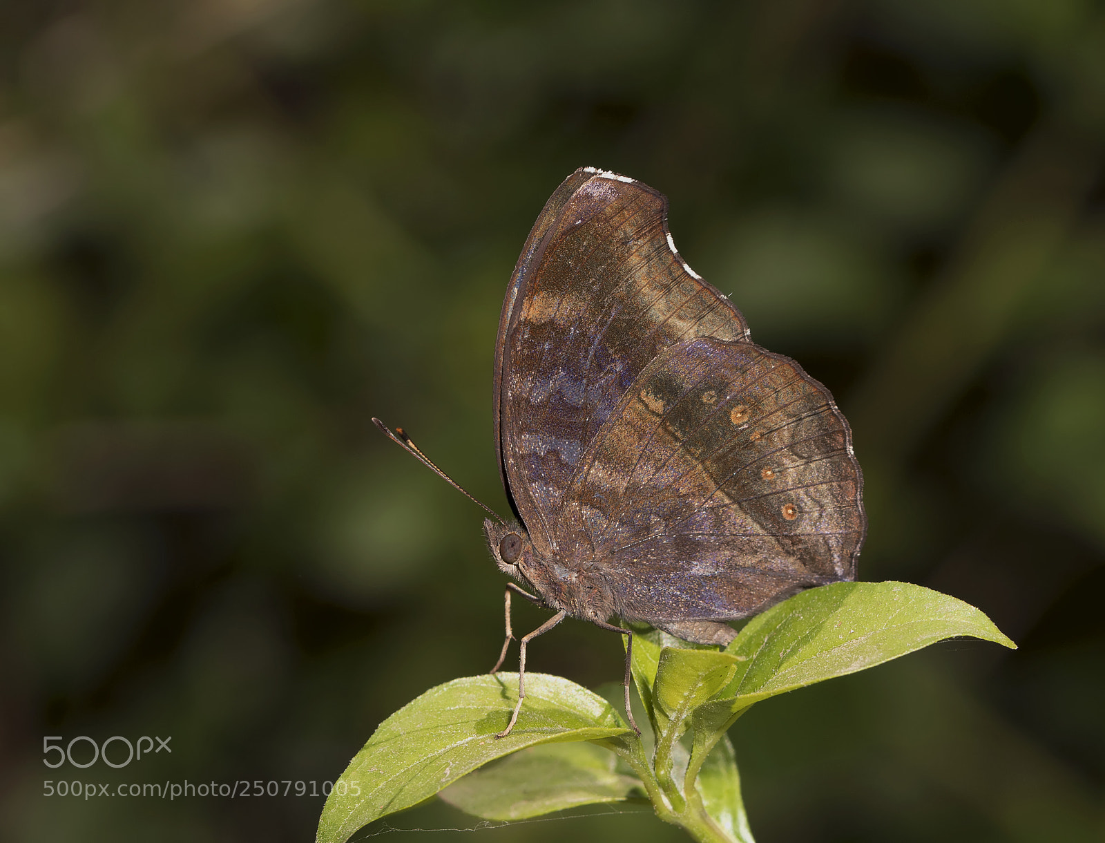 Canon EOS 5D Mark IV sample photo. Chocolate pansy photography