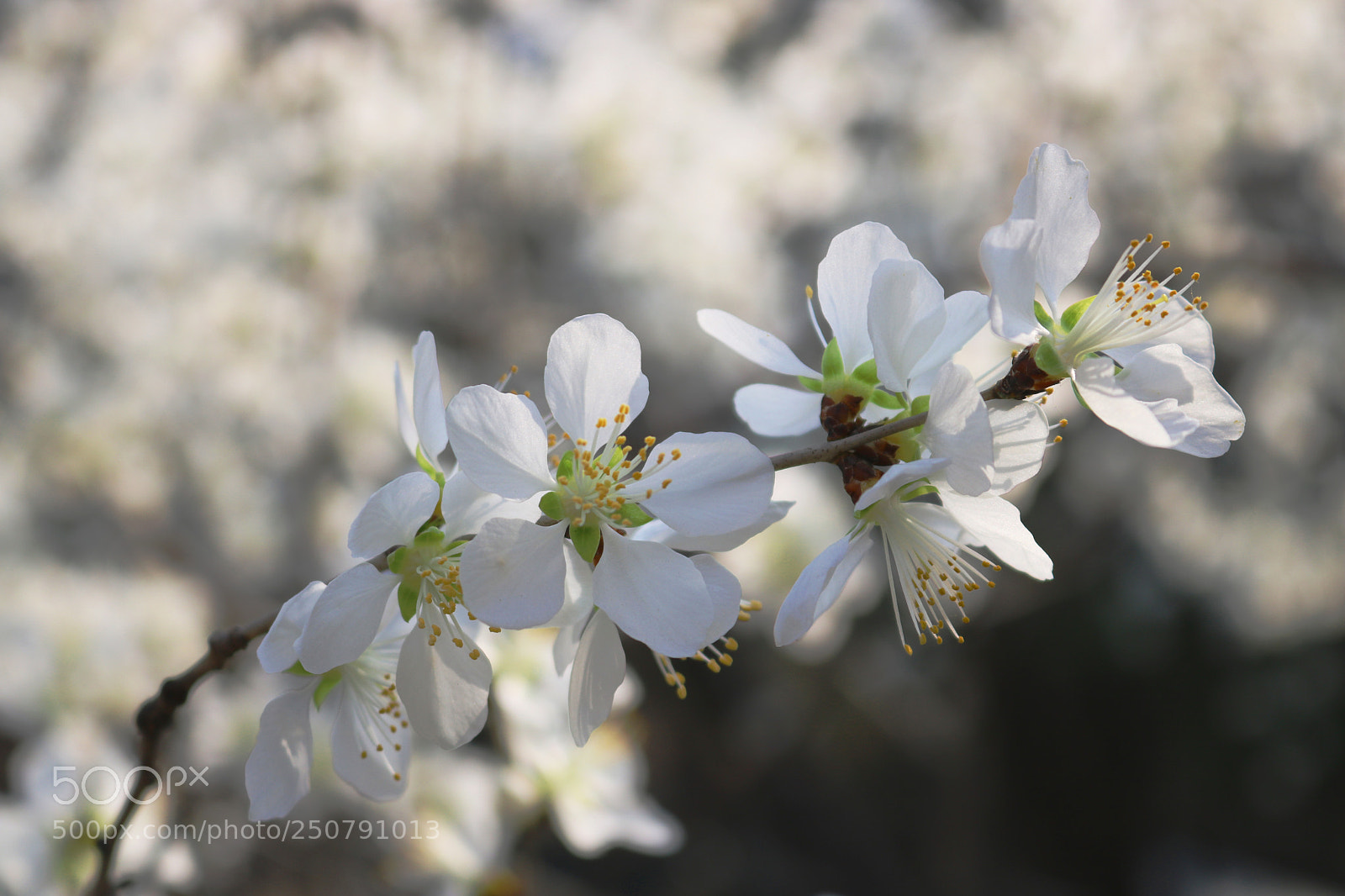 Canon EOS 750D (EOS Rebel T6i / EOS Kiss X8i) sample photo. Peach blossoming spring open photography