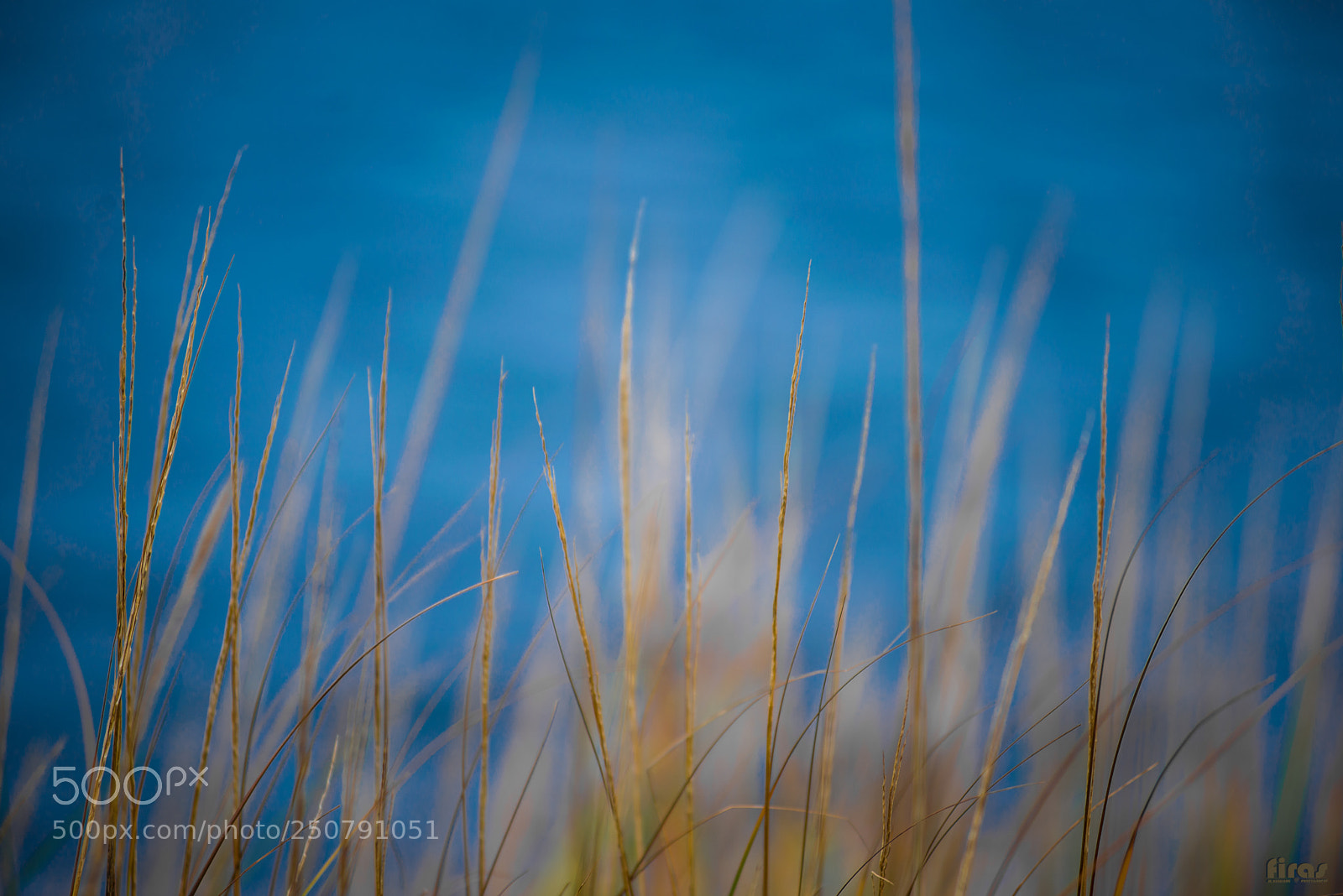 Nikon D610 sample photo. B photography