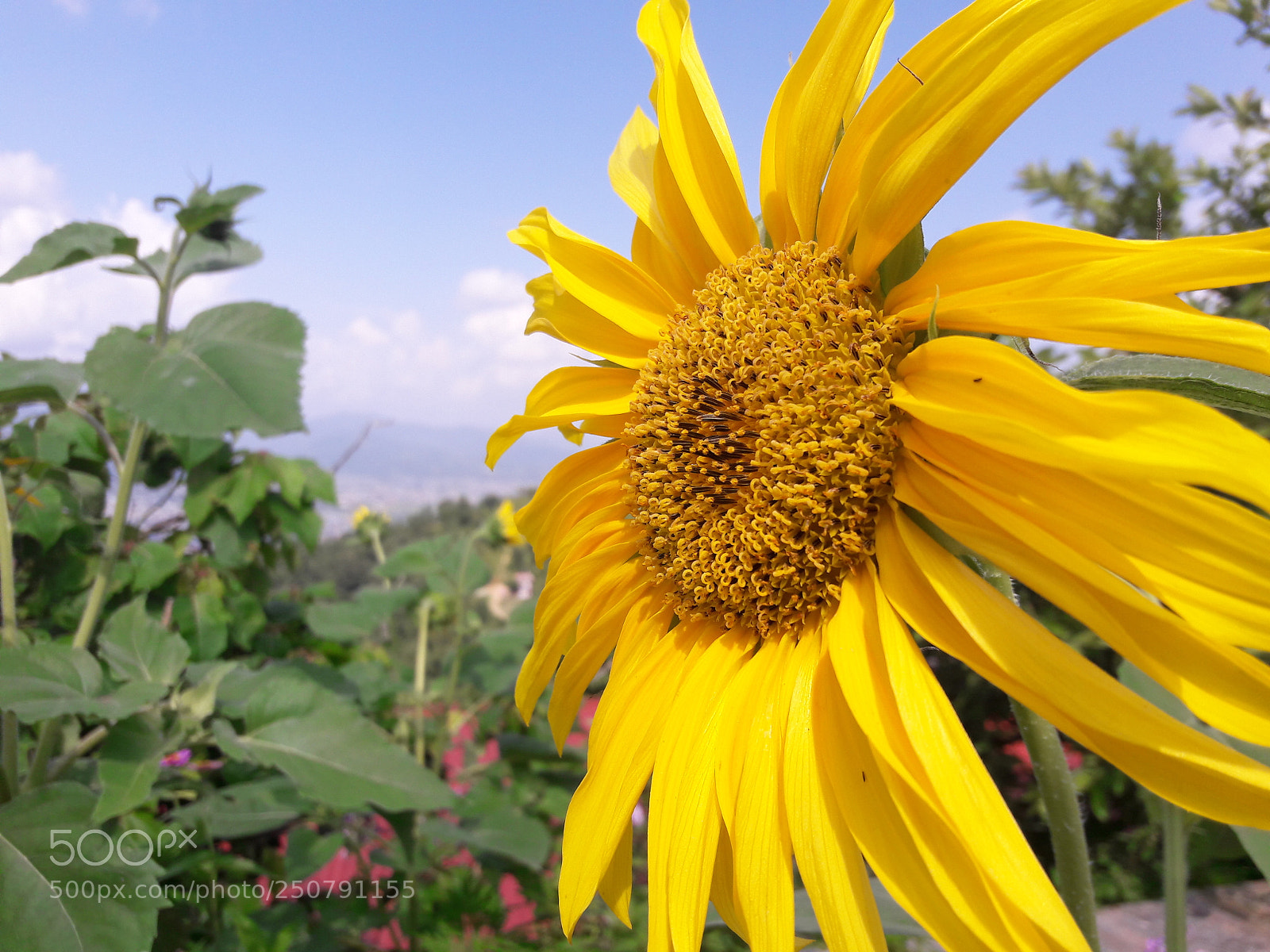 Samsung Galaxy A5(2016) sample photo. Sun alike... photography