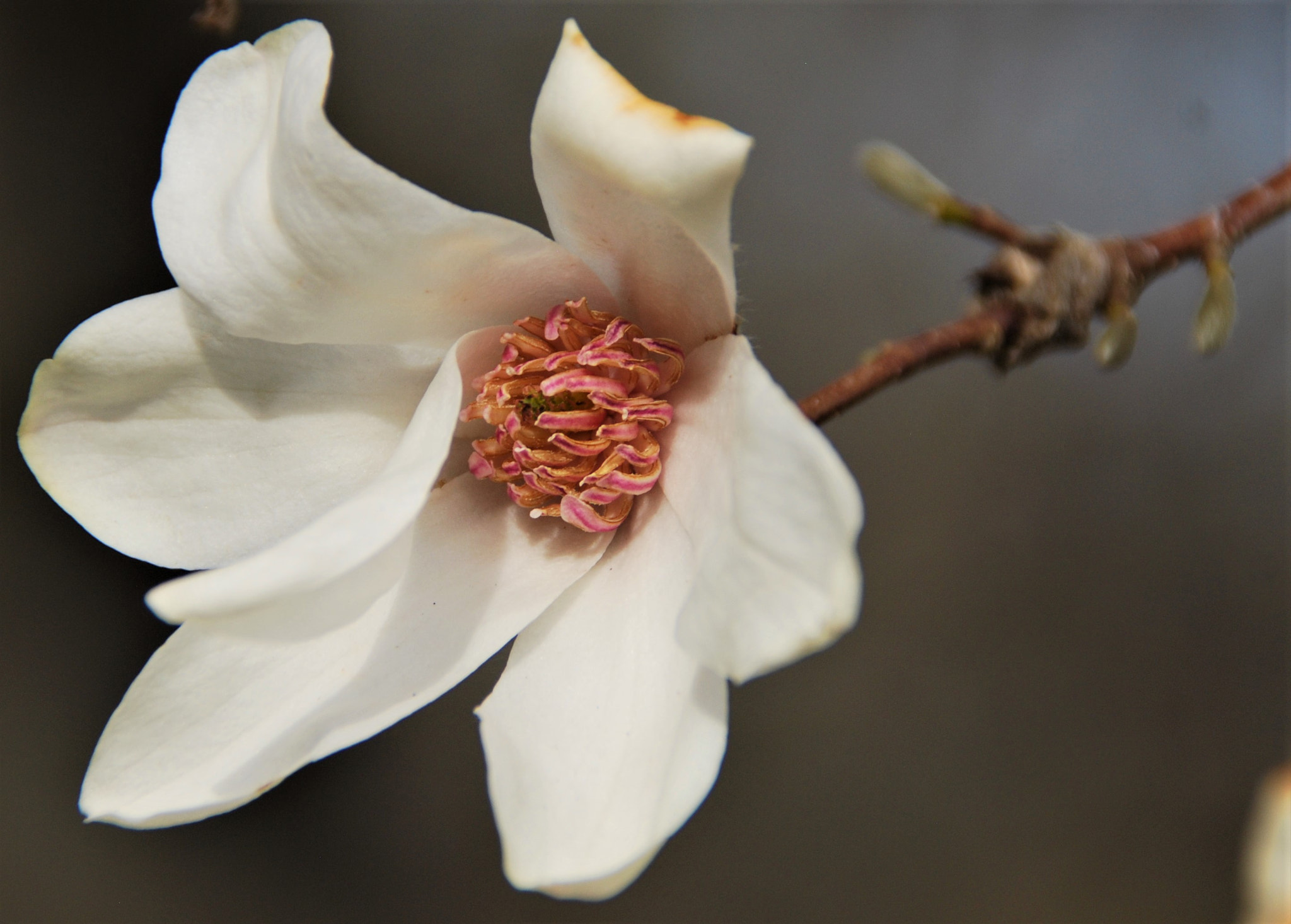 Nikon D40X sample photo. Survivor photography